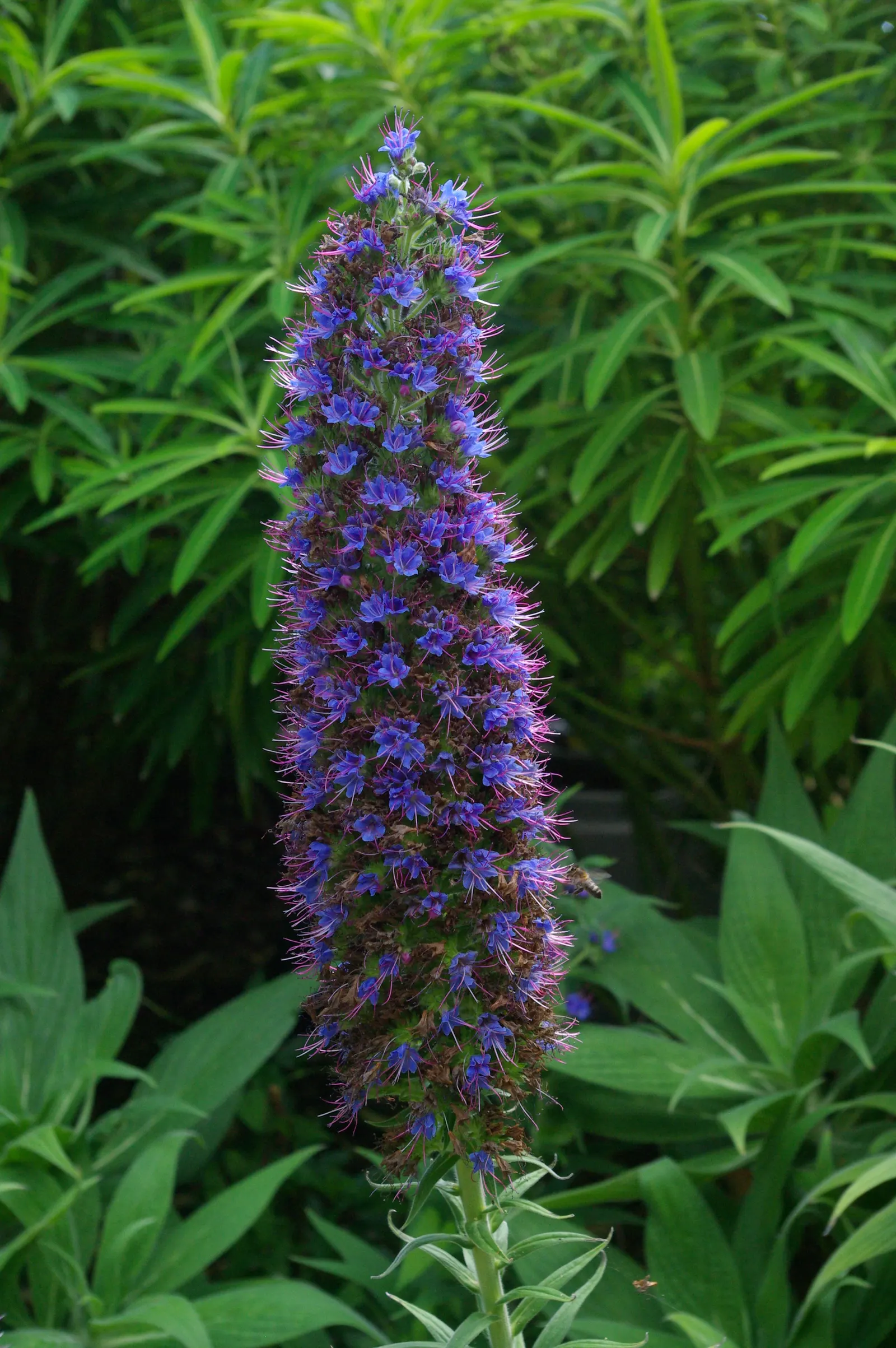 Pride Of Madeira (Echium Candicans) — perfect for xeriscapes and coastal settings; including the possibility of it becoming invasive in certain, image 95