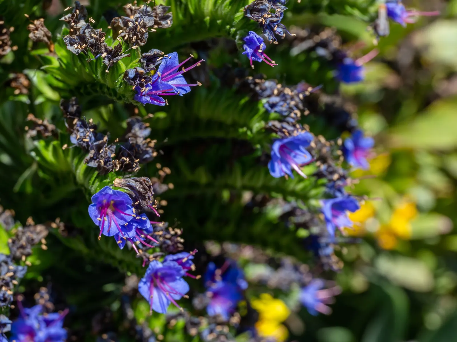 Pride Of Madeira (Echium Candicans) — an island off the coast of Portugal; these bloom in late spring to early summer, image 98