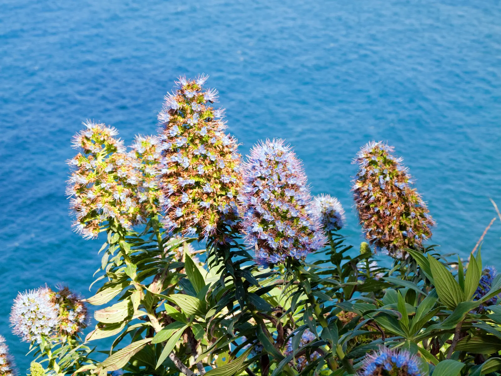 Pride Of Madeira (Echium Candicans) — or as a part of a Mediterranean-themed design.<br><br>Note to the client: When planting Pride of Madeira; this