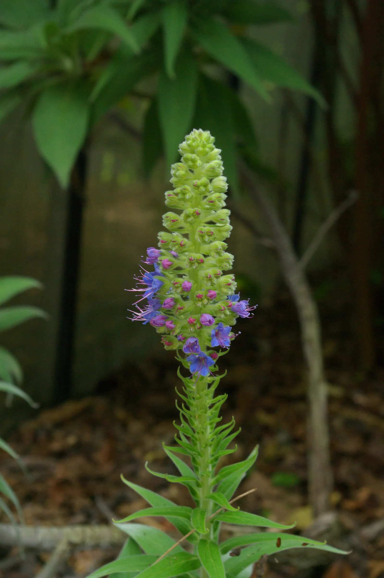 Pride Of Madeira (Echium Candicans) — measuring about 6 to 8 inches in length