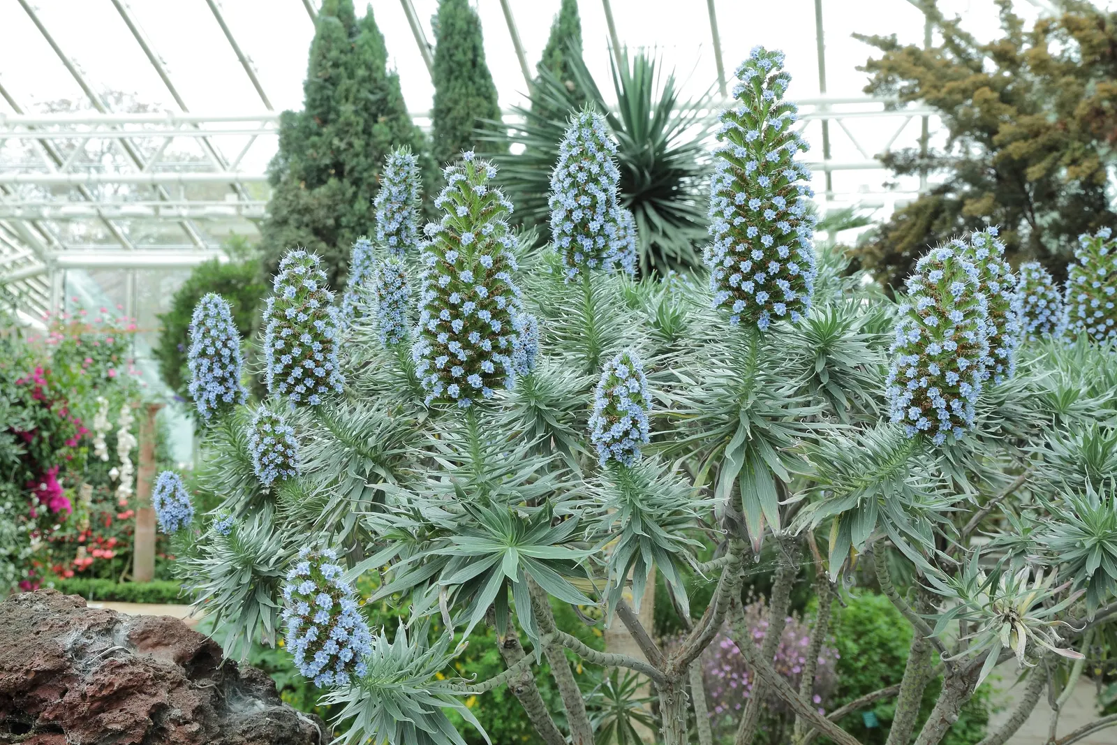Pride Of Madeira (Echium Candicans) — shrub for full or half; can help control its growth and encourage a neater appearance, image 87