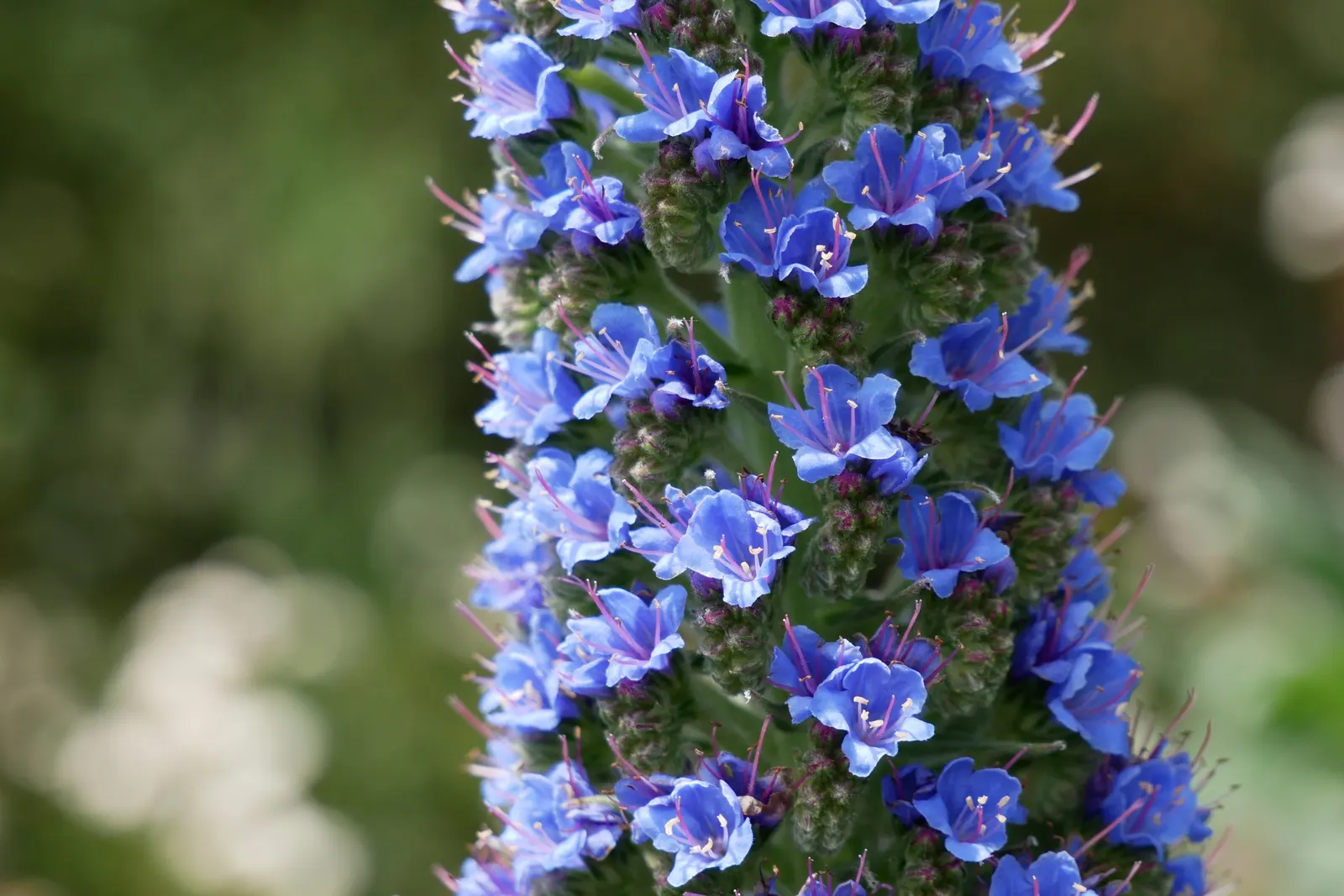 Pride Of Madeira (Echium Candicans) — famed for its towering spires of purple-blue flowers that reach up to 3 feet in height; an island off the, image 89