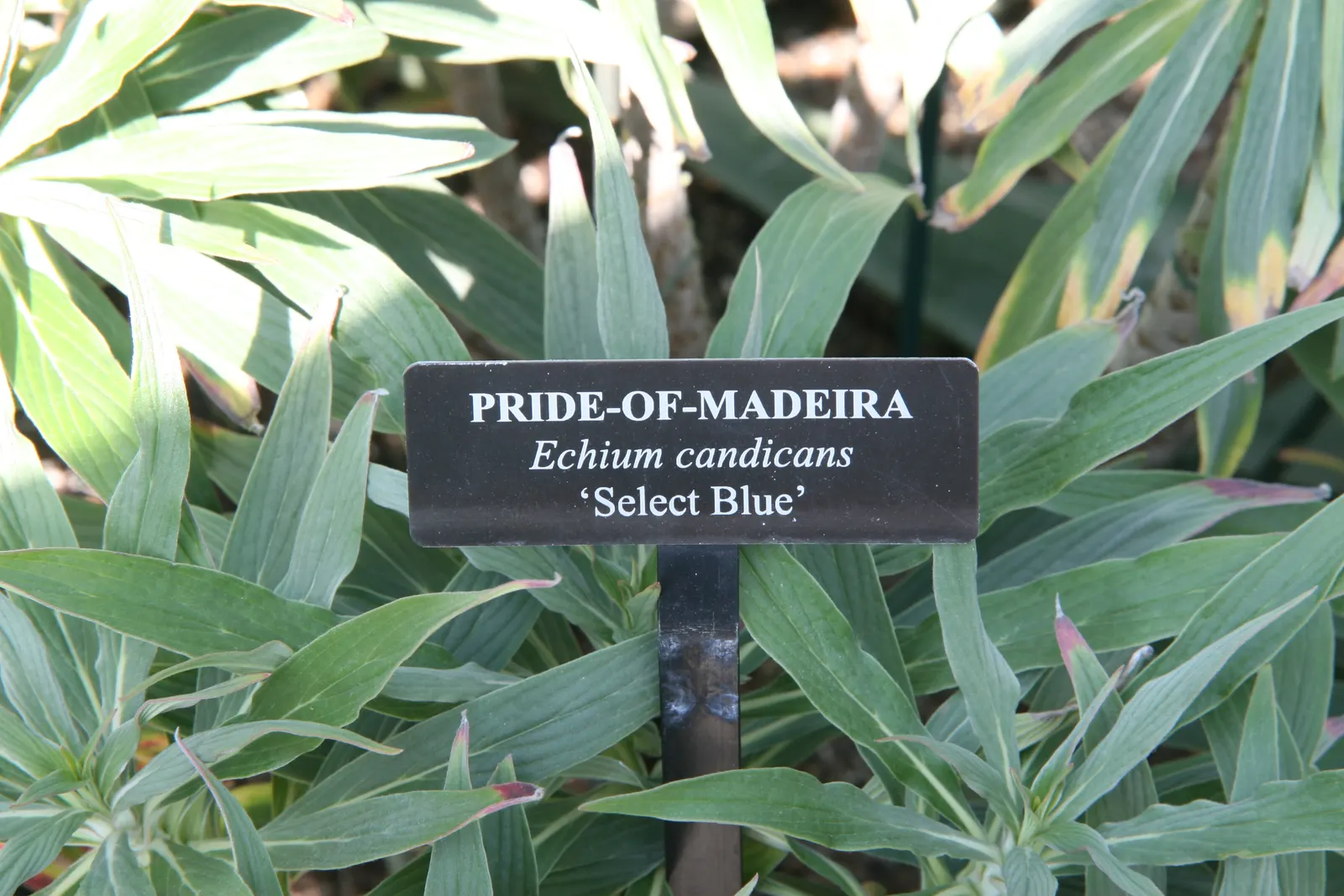 Pride Of Madeira (Echium Candicans) — This fast-growing perennial is native to Madeira; adds a bold and dramatic touch to any landscape with its, image 68