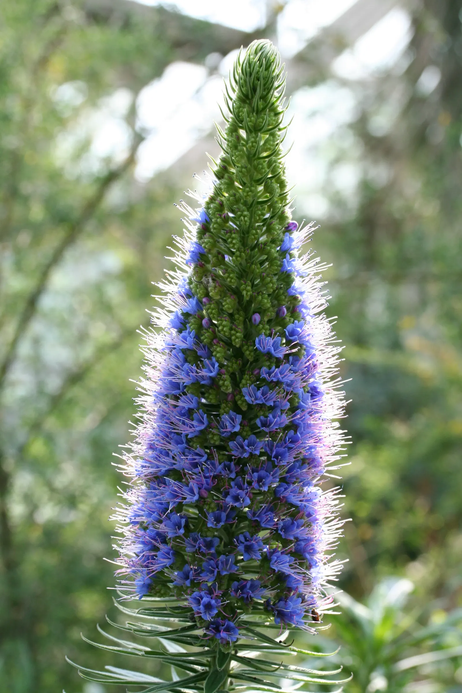 Pride Of Madeira (Echium Candicans) — These bloom in late spring to early summer