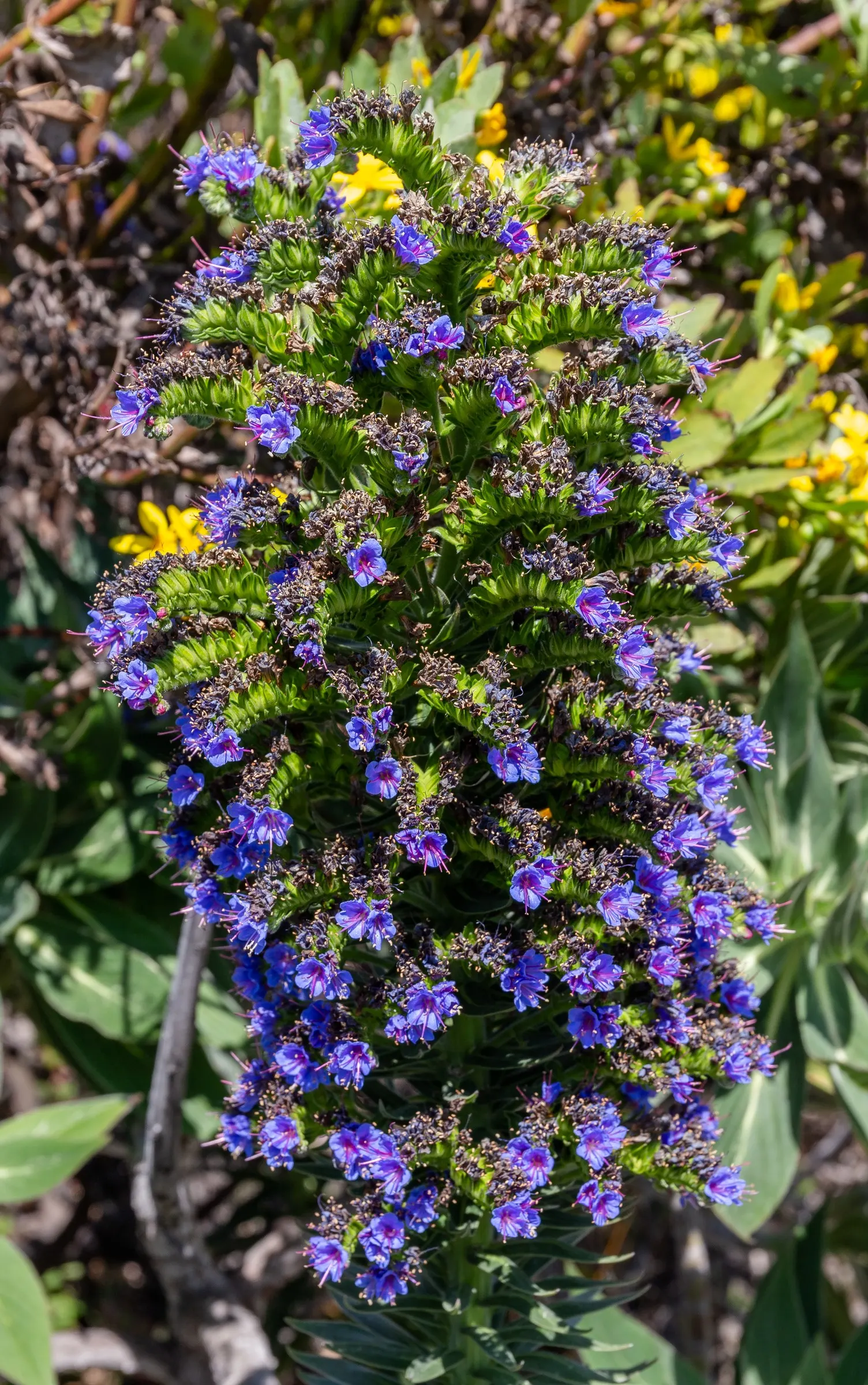 Pride Of Madeira (Echium Candicans) — Given its size and visual impact; echium candicans serves well as a focal point in a xeriscape or coastal, image 78
