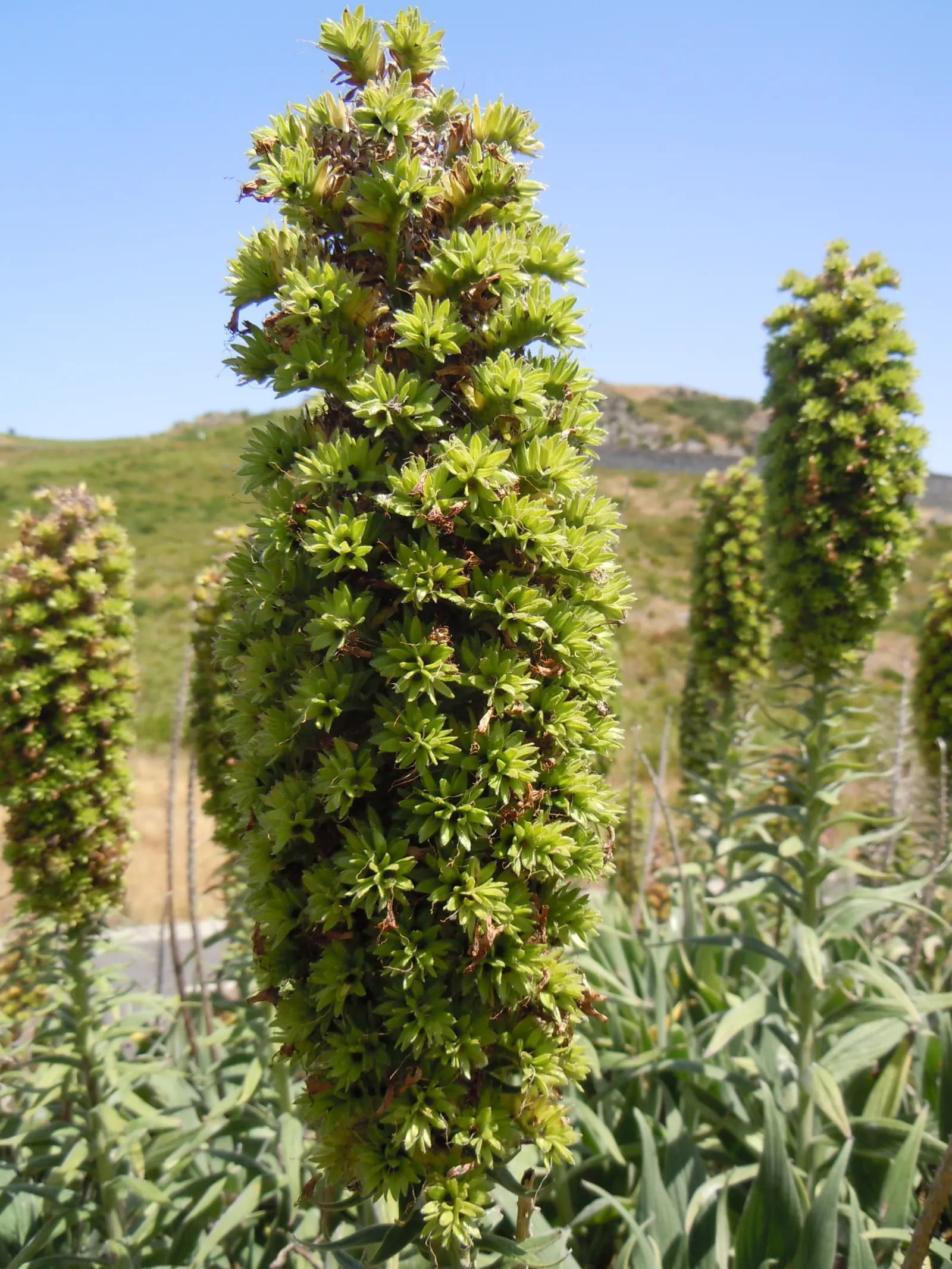 Pride Of Madeira (Echium Candicans) — and birds.<br><br>This drought-tolerant plant prefers well-drained soil and enjoys full to partial sunlight; preferring