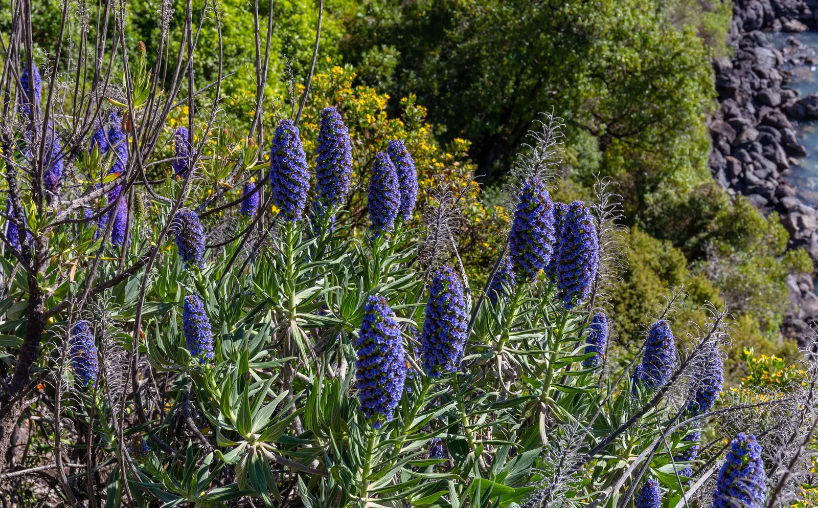 Pride Of Madeira (Echium Candicans) — creating a striking contrast; thriving in USDA zones 9-11, image 92