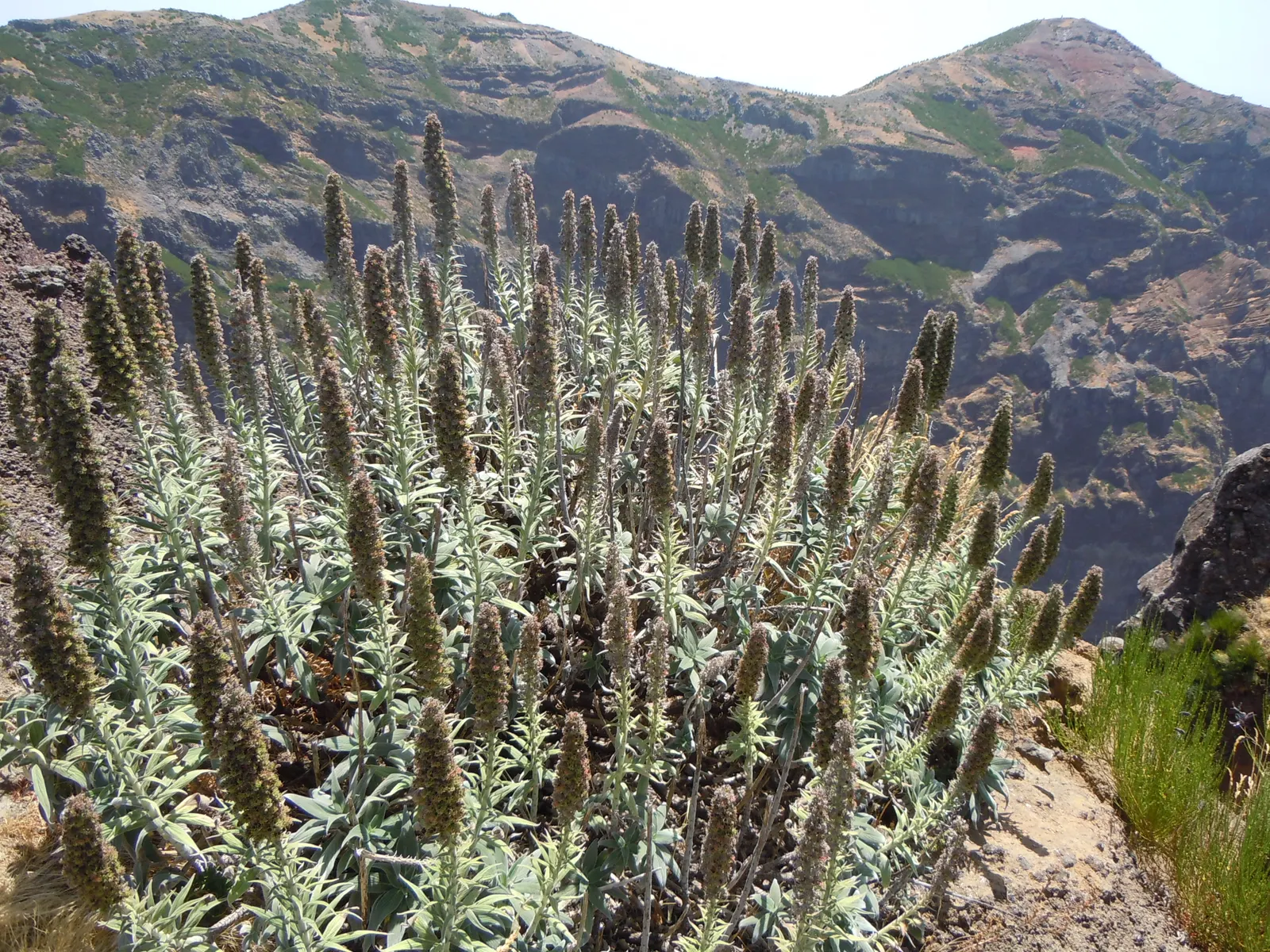 Pride Of Madeira (Echium Candicans) — Echium candicans serves well as a focal point in a xeriscape or coastal garden; shrub with blue and purple, image 79