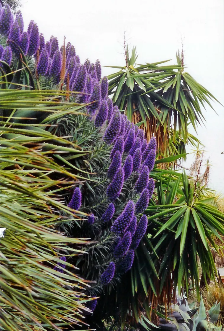 Pride Of Madeira (Echium Candicans) — sprawling habit that requires ample space; consider its potential to self-seed and spread