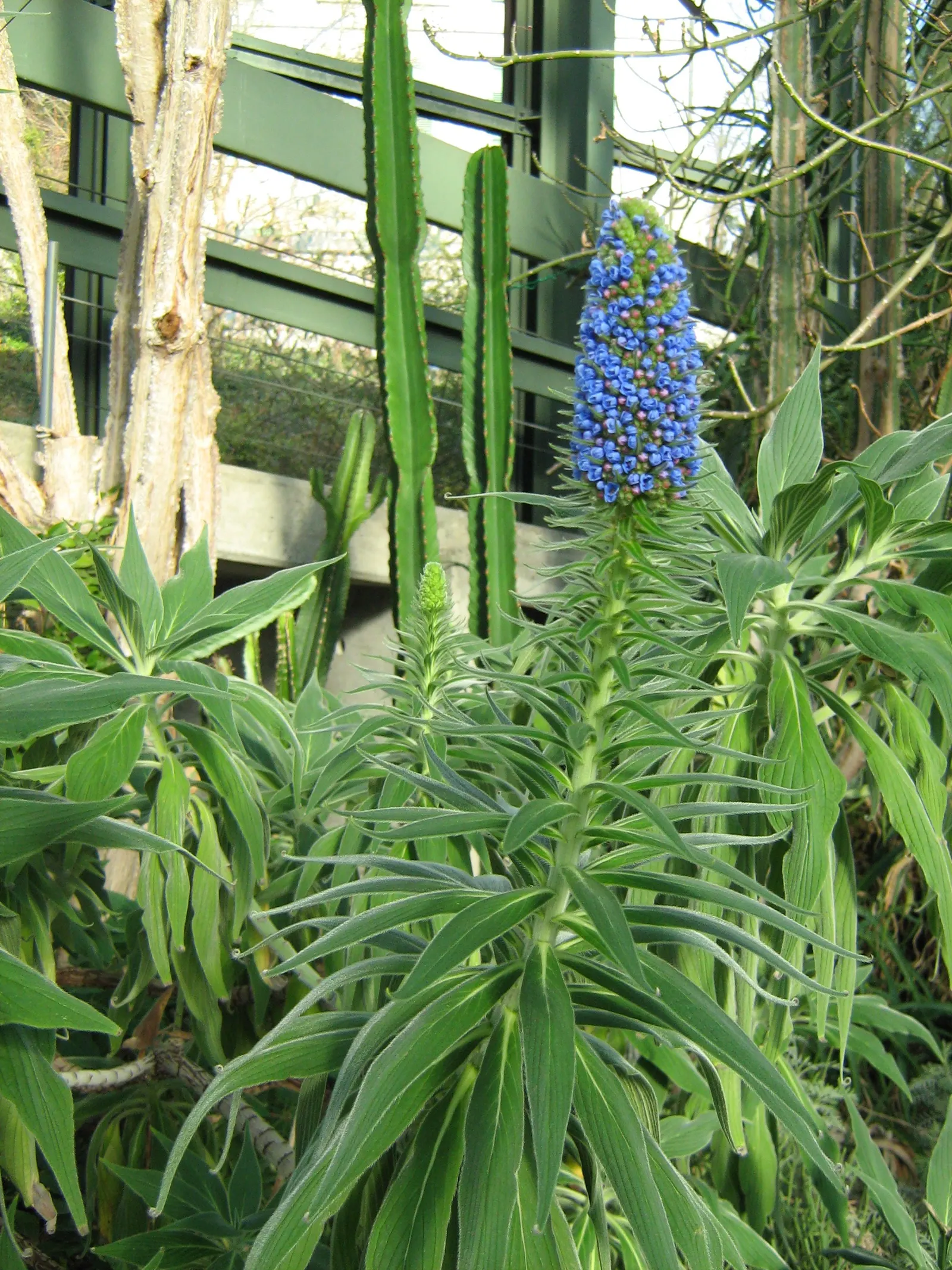 Pride Of Madeira (Echium Candicans) — Pride of Madeira (Echium candicans) is a captivating evergreen perennial; silvery-green leaves that span up, image 88