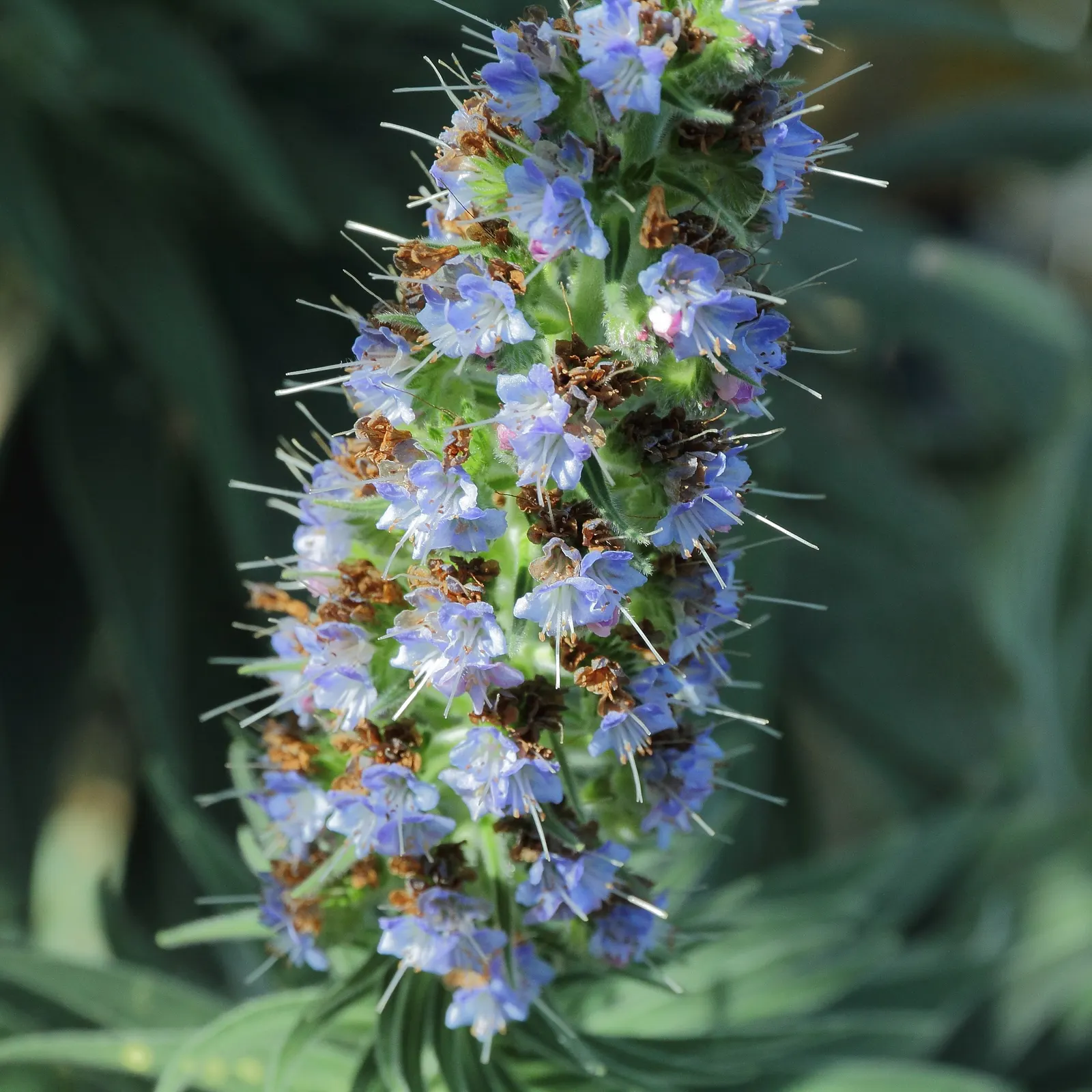 Pride Of Madeira (Echium Candicans) — Thriving in USDA zones 9-11; and birds.<br><br>This drought-tolerant plant prefers well-drained soil and enjoys full to
