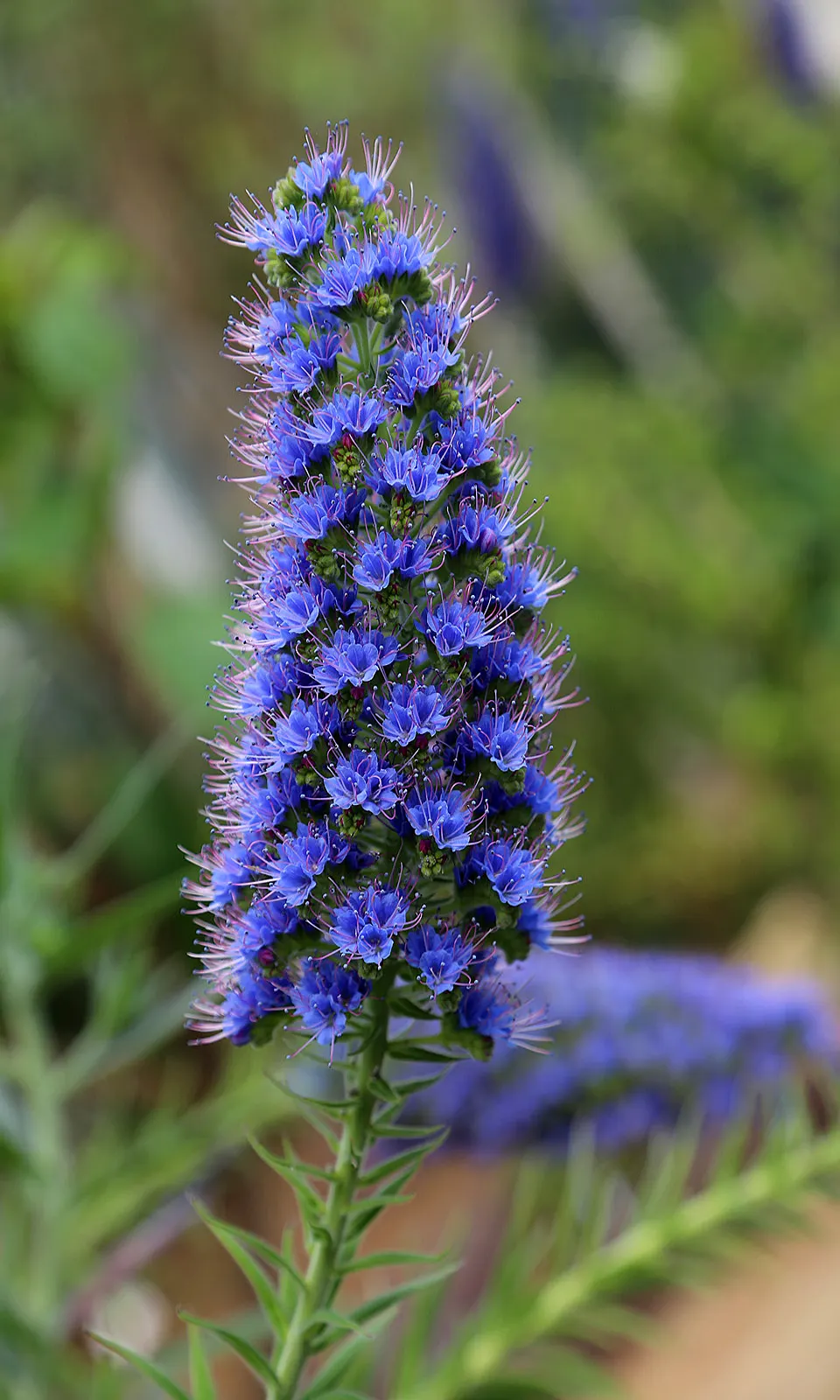 Pride Of Madeira (Echium Candicans) — sprawling habit that requires ample space