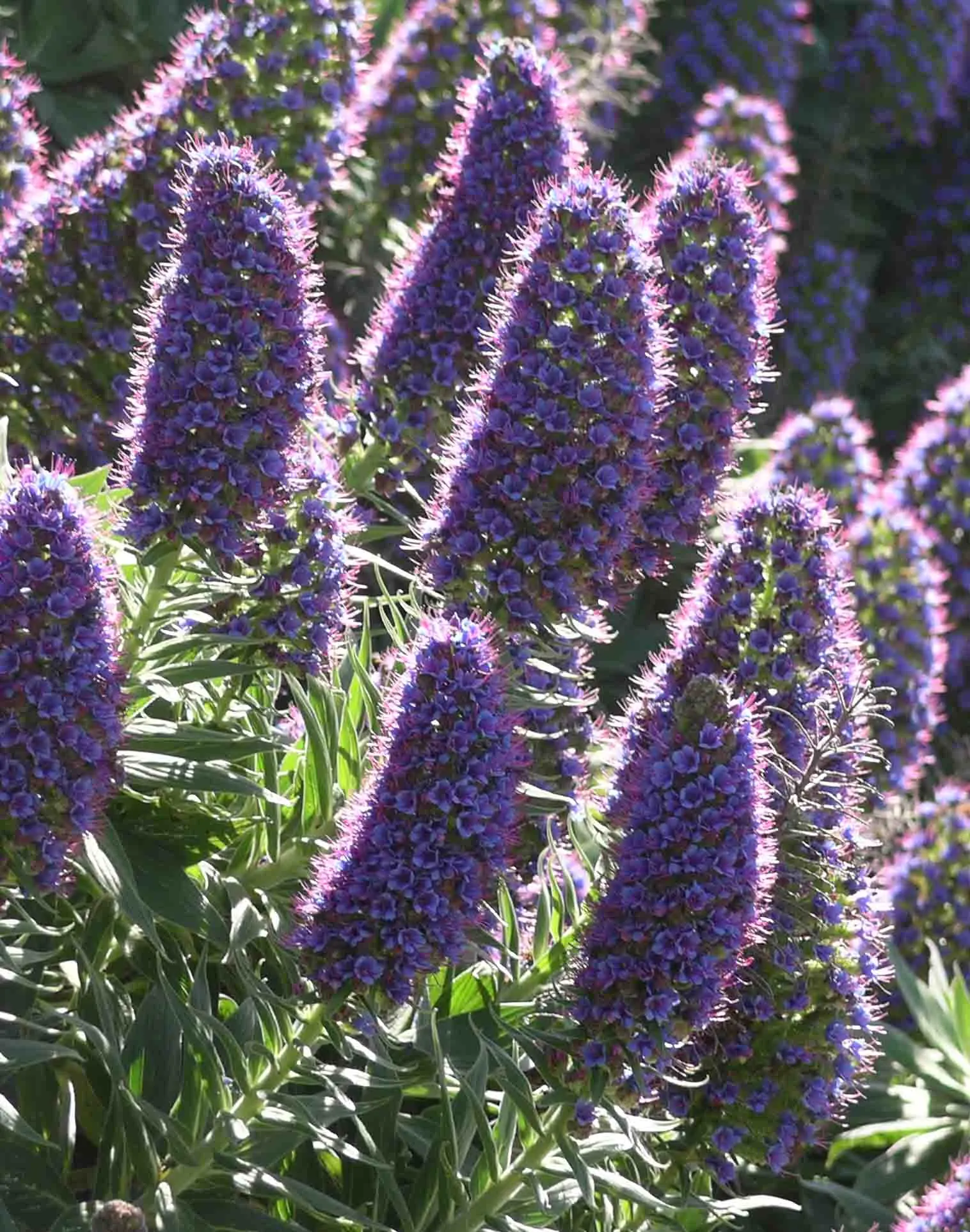 Pride Of Madeira (Echium Candicans) — silvery hairs which augment its striking silhouette against the landscape.<br><br>The most prominent feature
