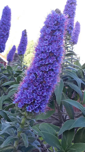 Pride Of Madeira (Echium Candicans) — shrub for full or half; can help control its growth and encourage a neater appearance