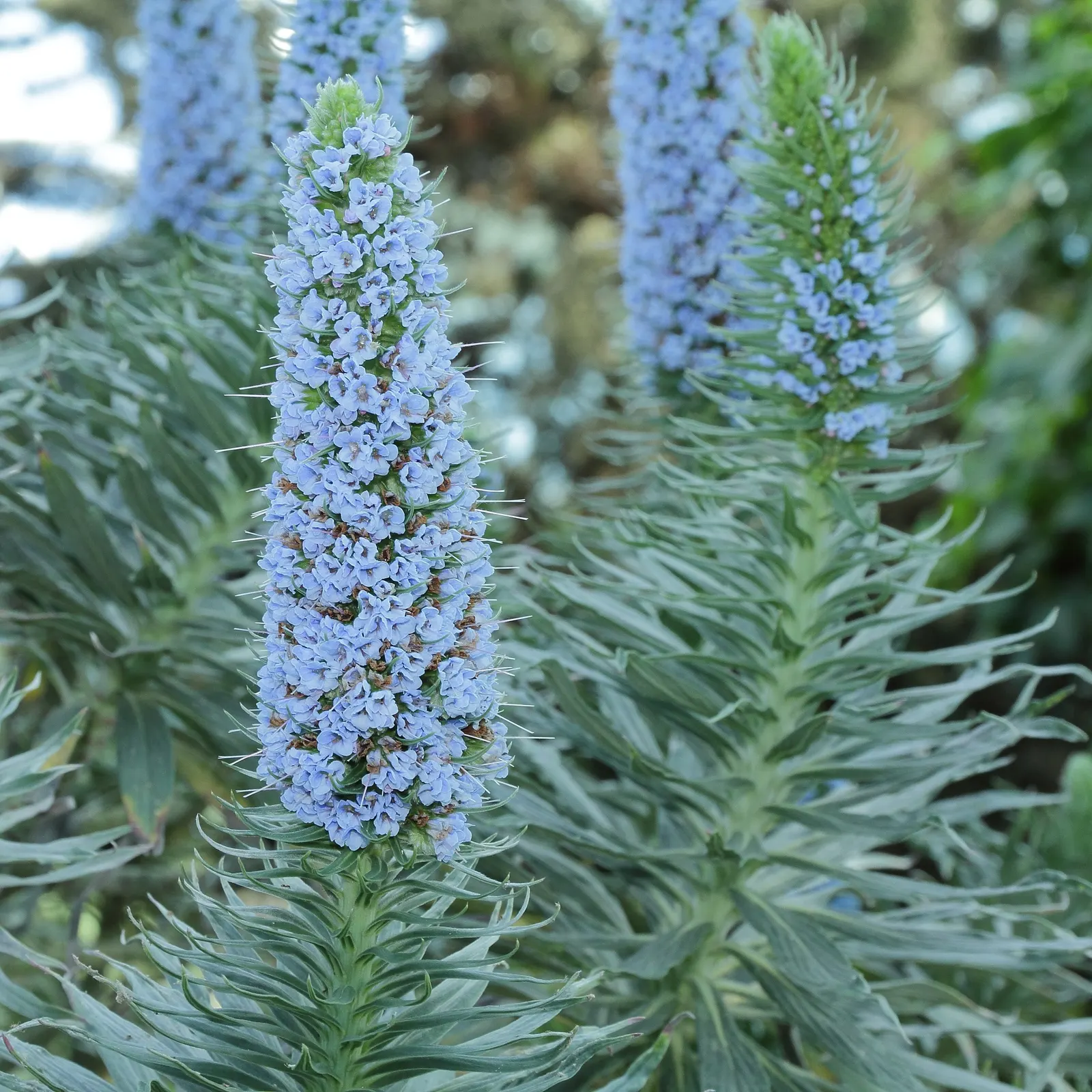 Pride Of Madeira (Echium Candicans) — Thriving in USDA zones 9-11