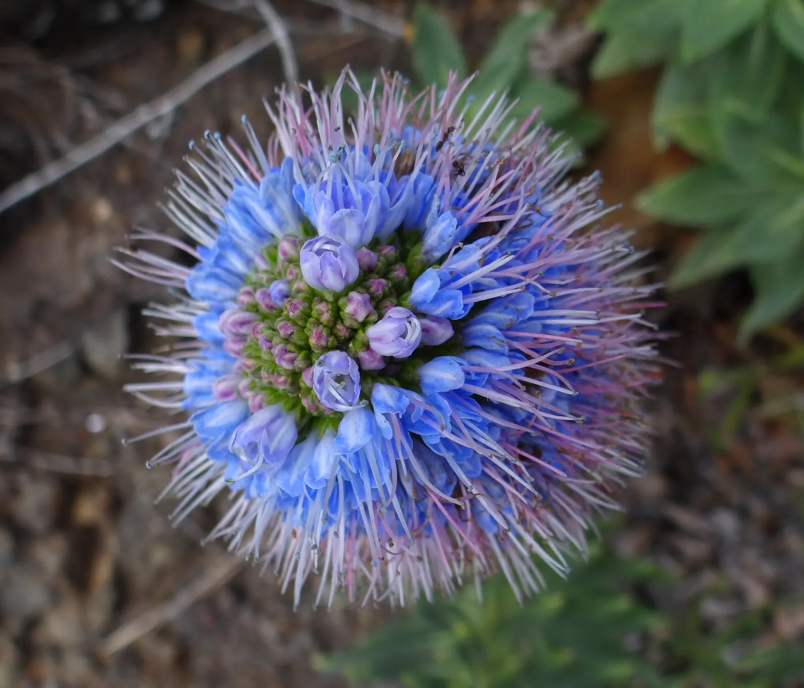 Pride Of Madeira (Echium Candicans) — consider its potential to self-seed and spread