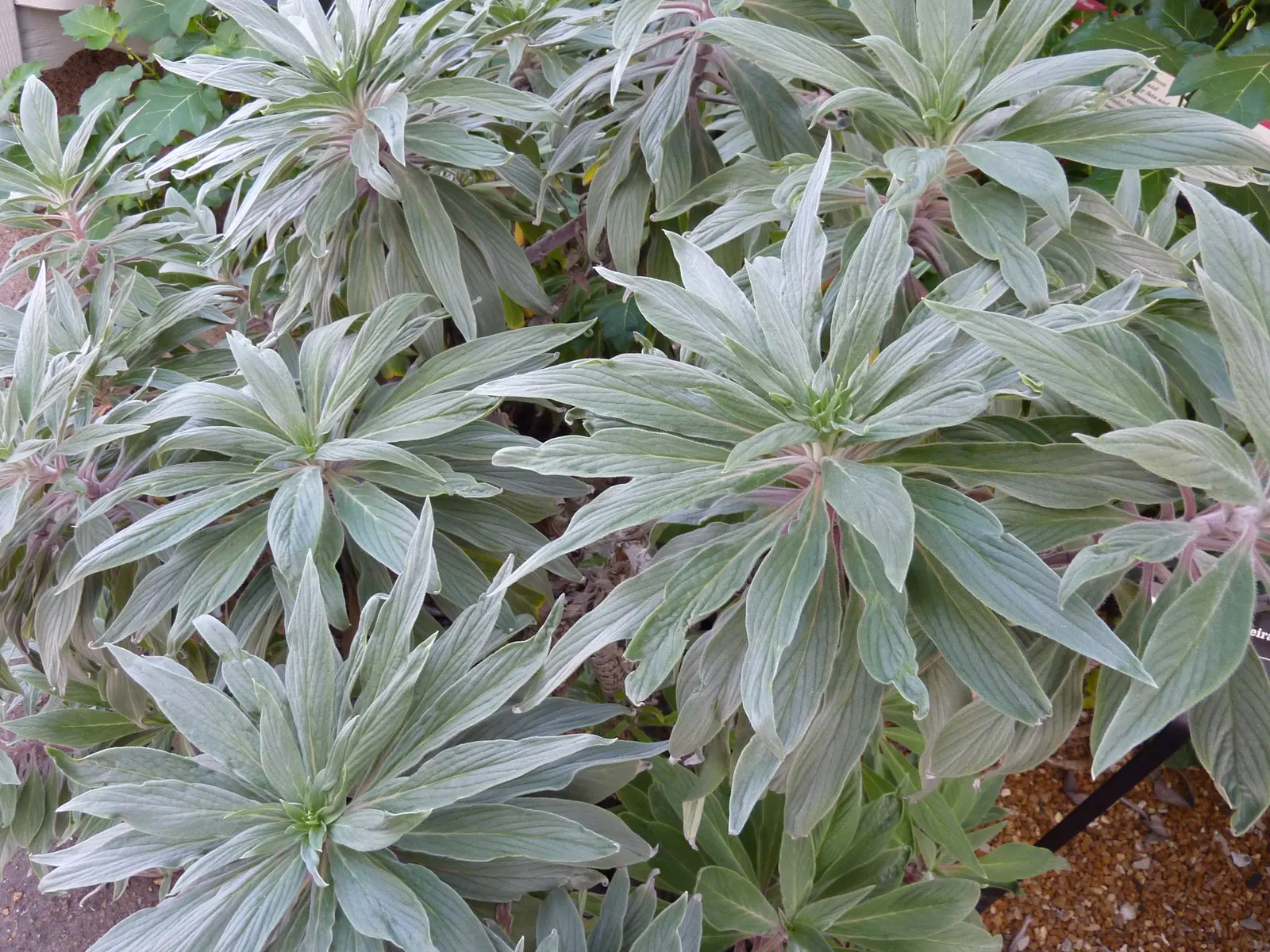 Pride Of Madeira (Echium Candicans) — silvery hairs which augment its striking silhouette against the landscape.<br><br>The most prominent feature; perfect for