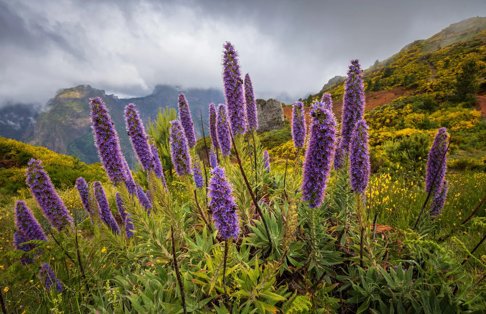 Pride Of Madeira (Echium Candicans) — creating a striking contrast; thriving in USDA zones 9-11, image 63