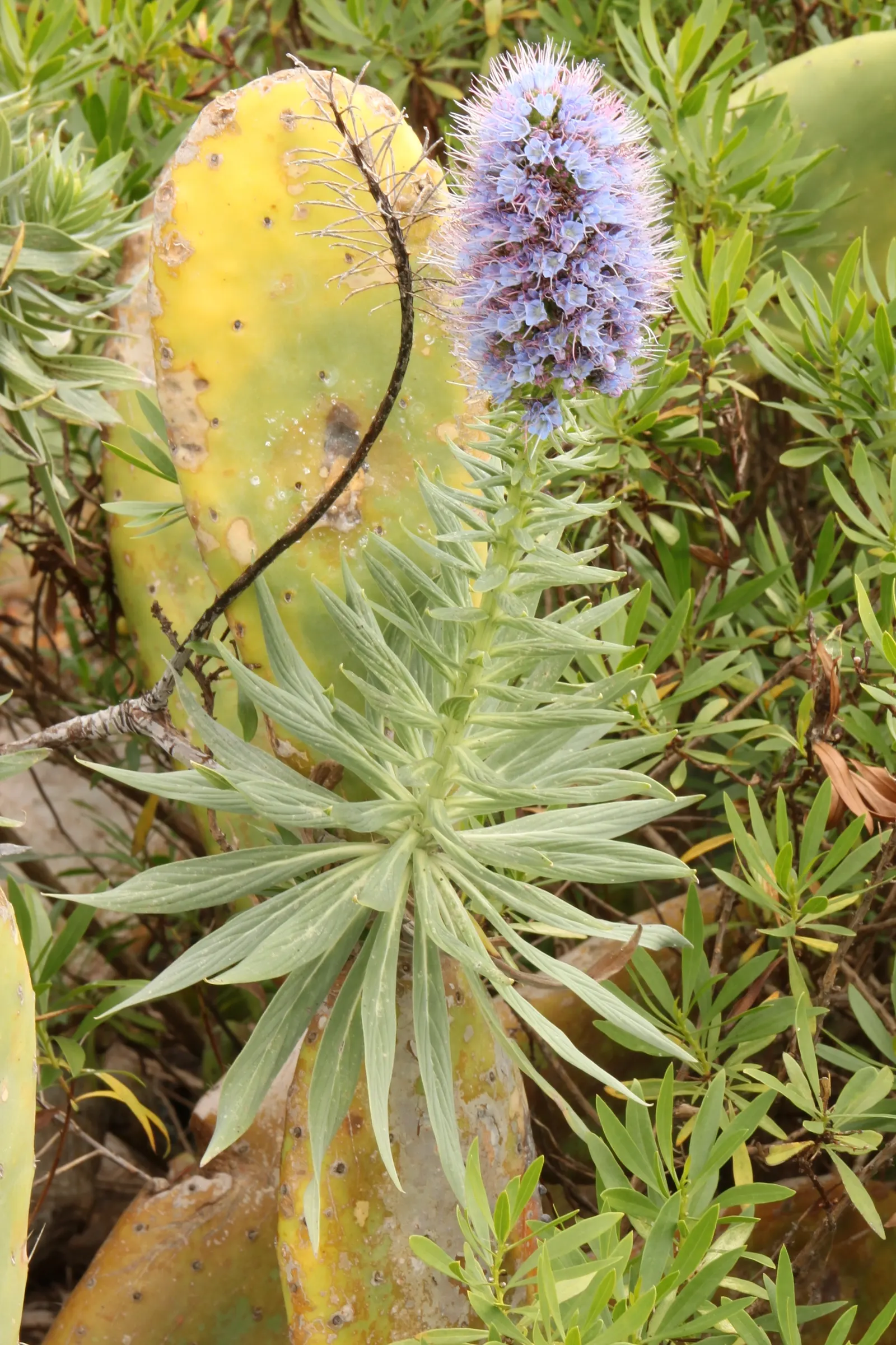 Pride Of Madeira (Echium Candicans) — silvery-green leaves that span up to 2 feet; including deadheading and pruning