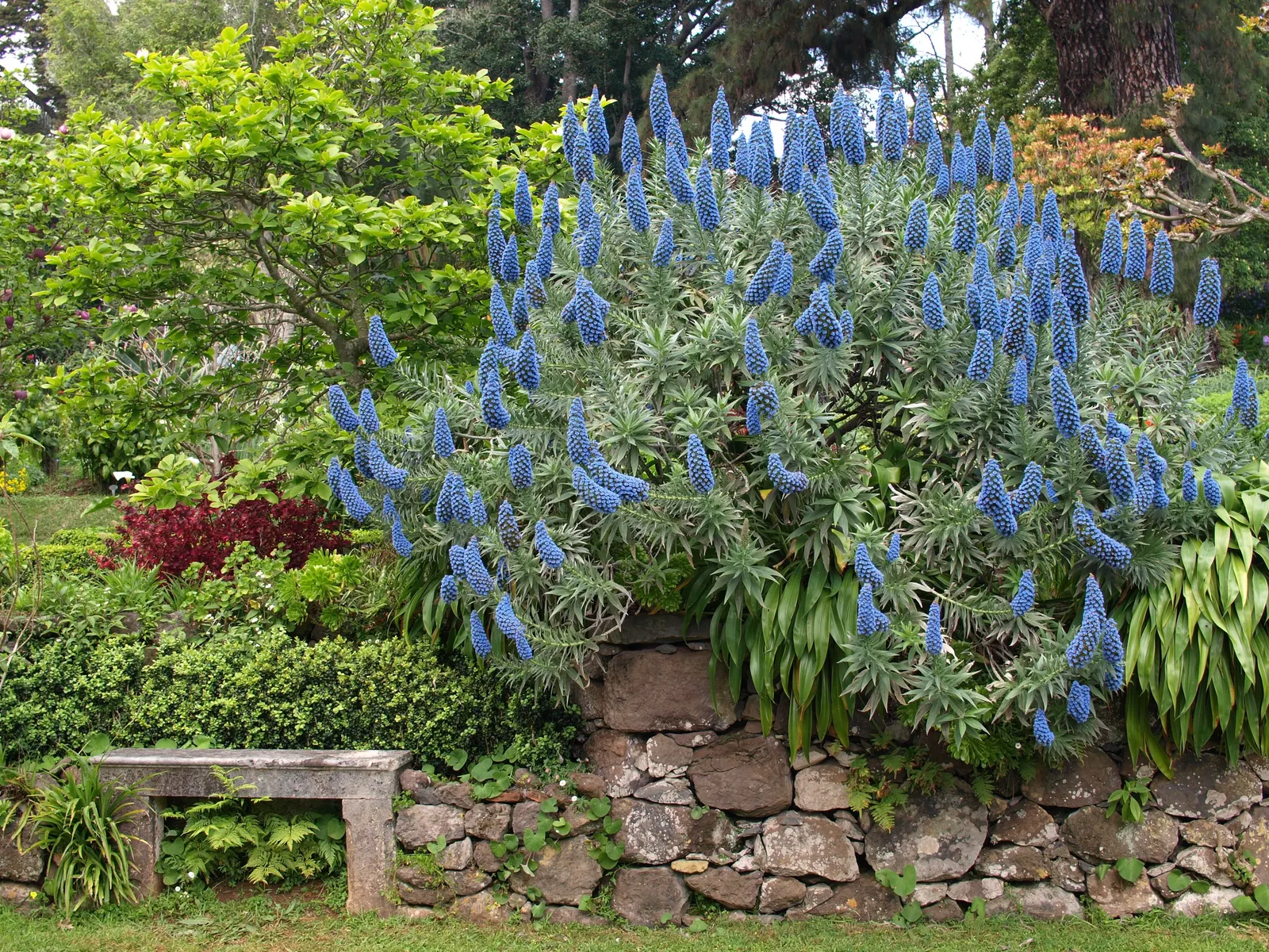 Pride Of Madeira (Echium Candicans) — These bloom in late spring to early summer; or as a part of a Mediterranean-themed design.<br><br>Note to the, image 74