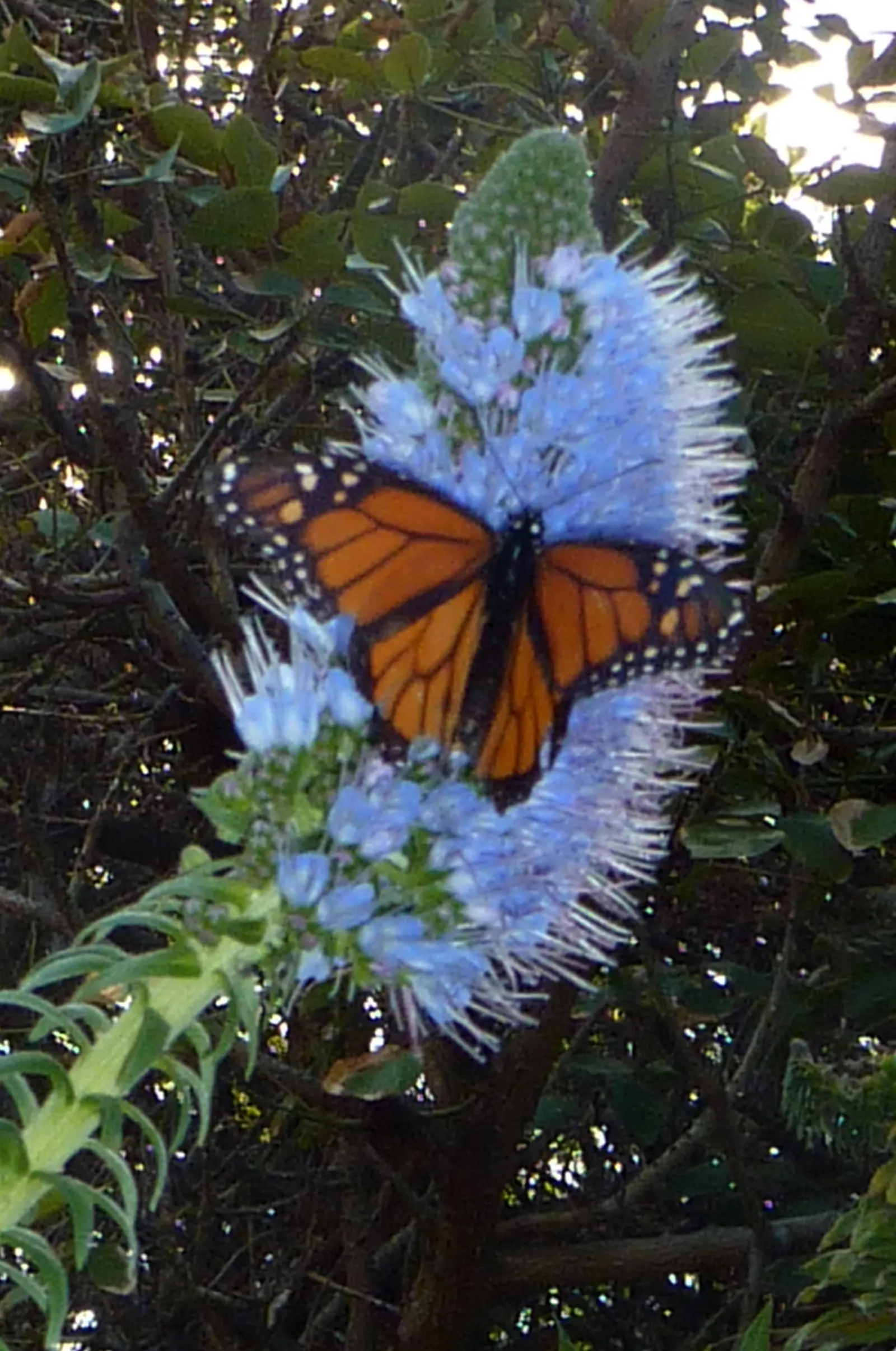 Pride Of Madeira (Echium Candicans) — This drought-tolerant native to Madeira grows 5-6 feet tall and wide; this fast-growing perennial is native, image 64