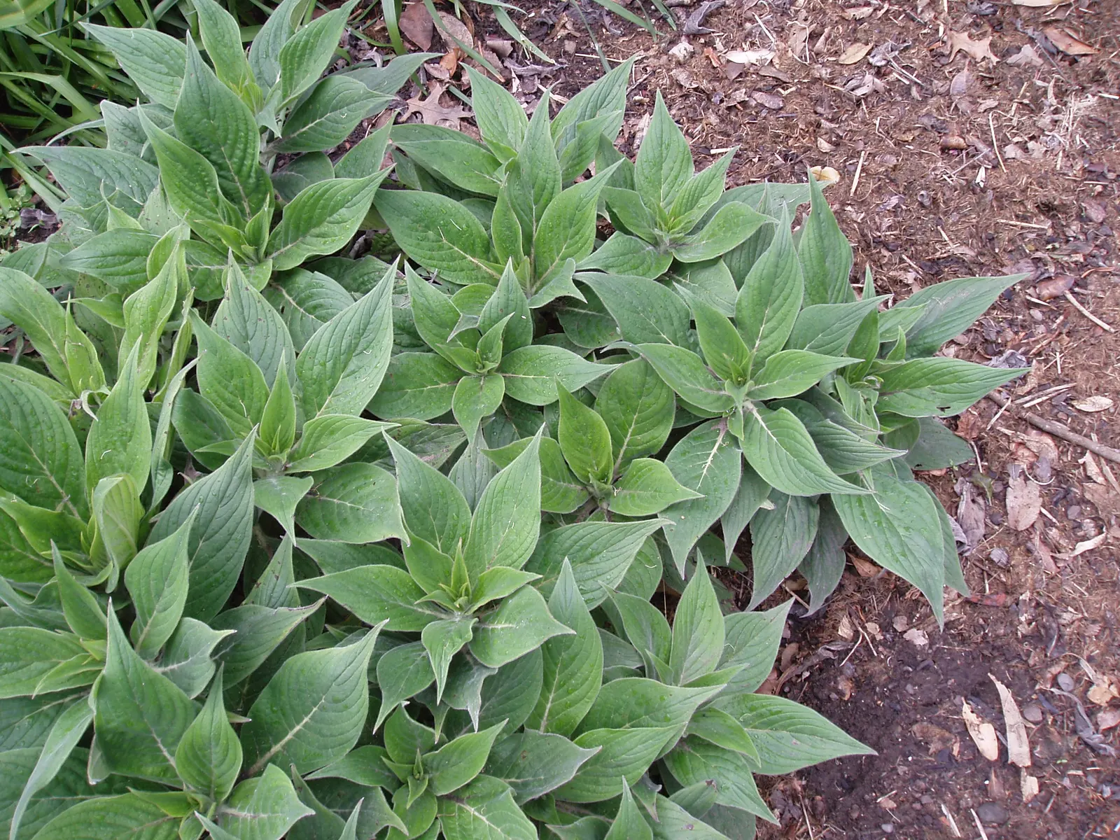 Pride Of Madeira (Echium Candicans) — This drought-tolerant native to Madeira grows 5-6 feet tall and wide; this fast-growing perennial is native, image 93