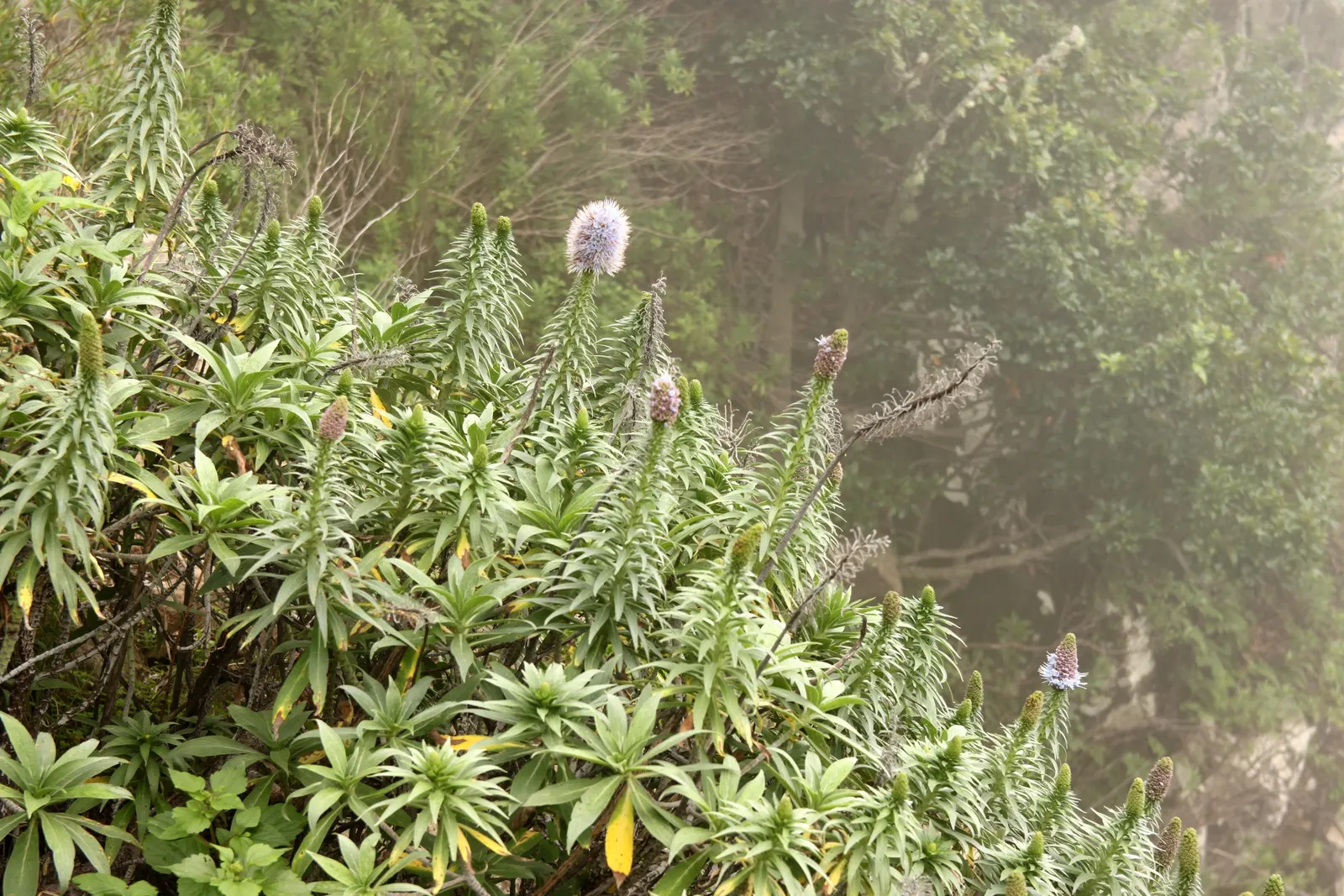 Pride Of Madeira (Echium Candicans) — an island off the coast of Portugal; these bloom in late spring to early summer