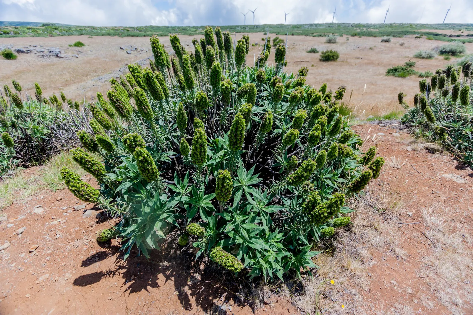 Pride Of Madeira (Echium Candicans) — attracting a plethora of pollinators