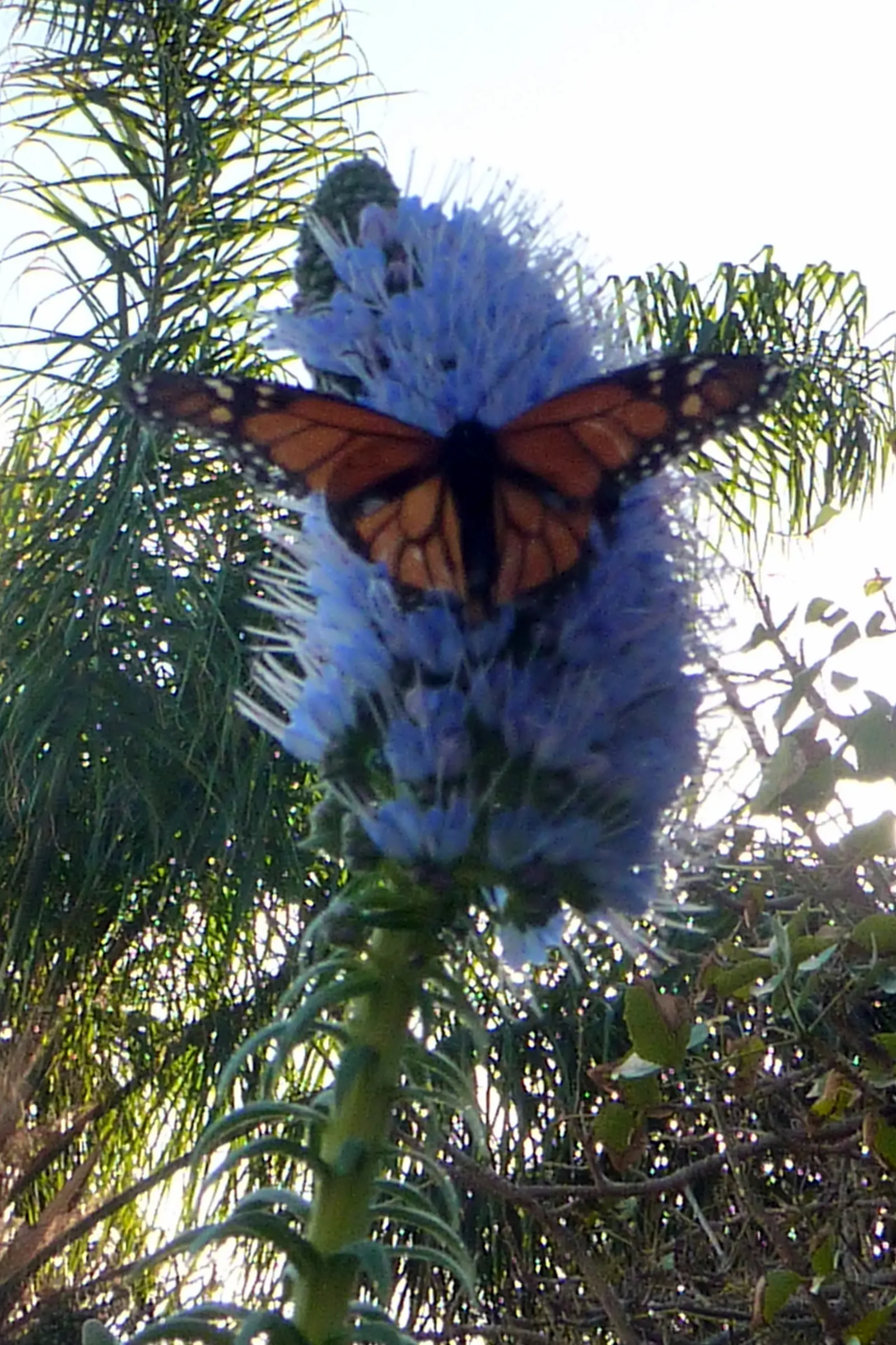 Pride Of Madeira (Echium Candicans) — preferring full sun and well-drained soil