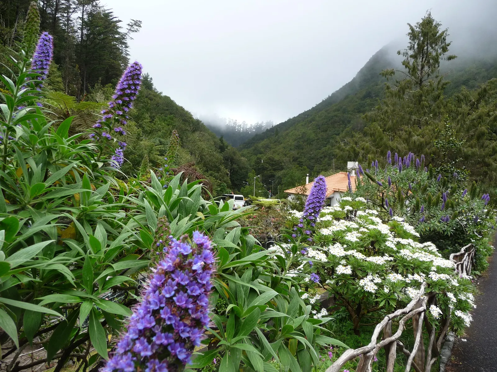 Pride Of Madeira (Echium Candicans) — measuring about 6 to 8 inches in length; pride of Madeira (Echium candicans) is a captivating evergreen perennial