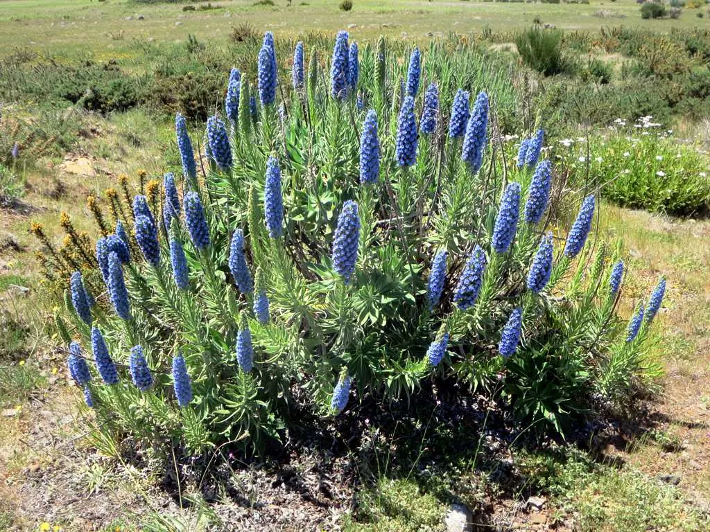 Pride Of Madeira (Echium Candicans) — blue and purple flowers in the garden; sprawling habit that requires ample space