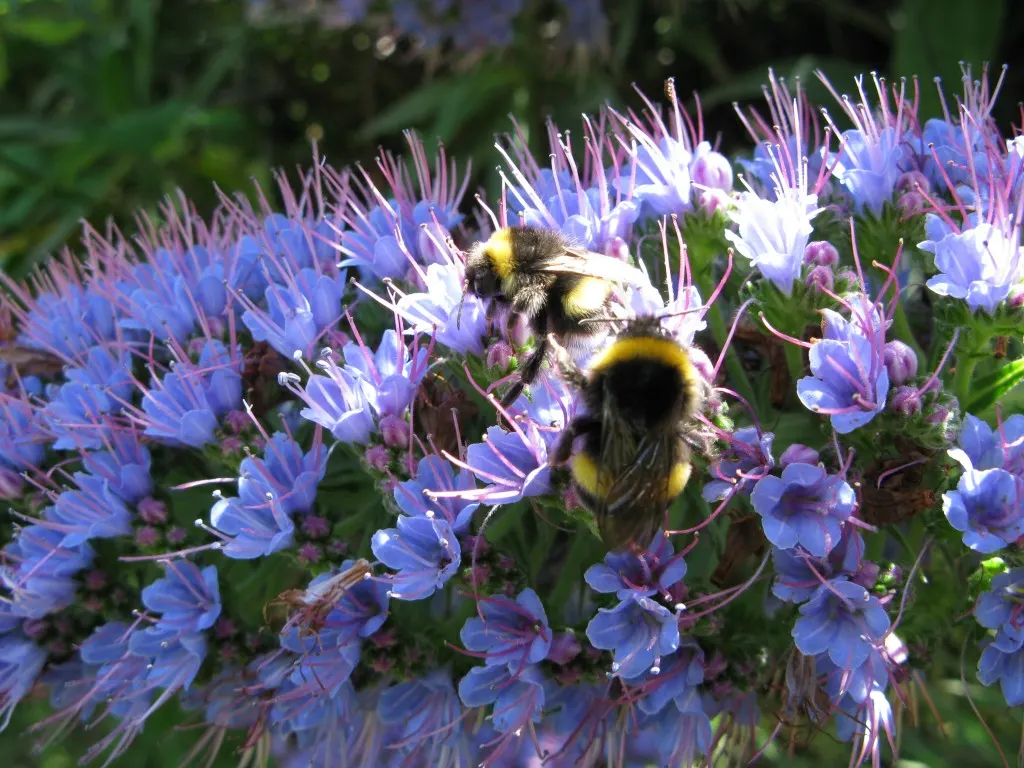 Pride Of Madeira (Echium Candicans) — This drought-tolerant native to Madeira grows 5-6 feet tall and wide