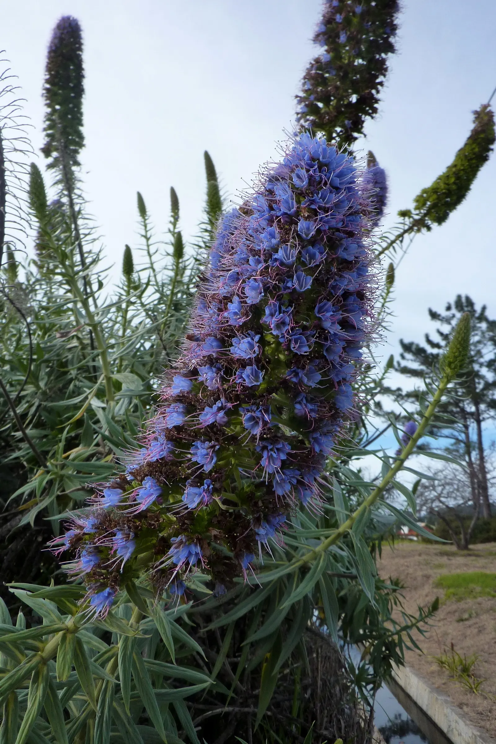 Pride Of Madeira (Echium Candicans) — These bloom in late spring to early summer; or as a part of a Mediterranean-themed design.<br><br>Note to the client