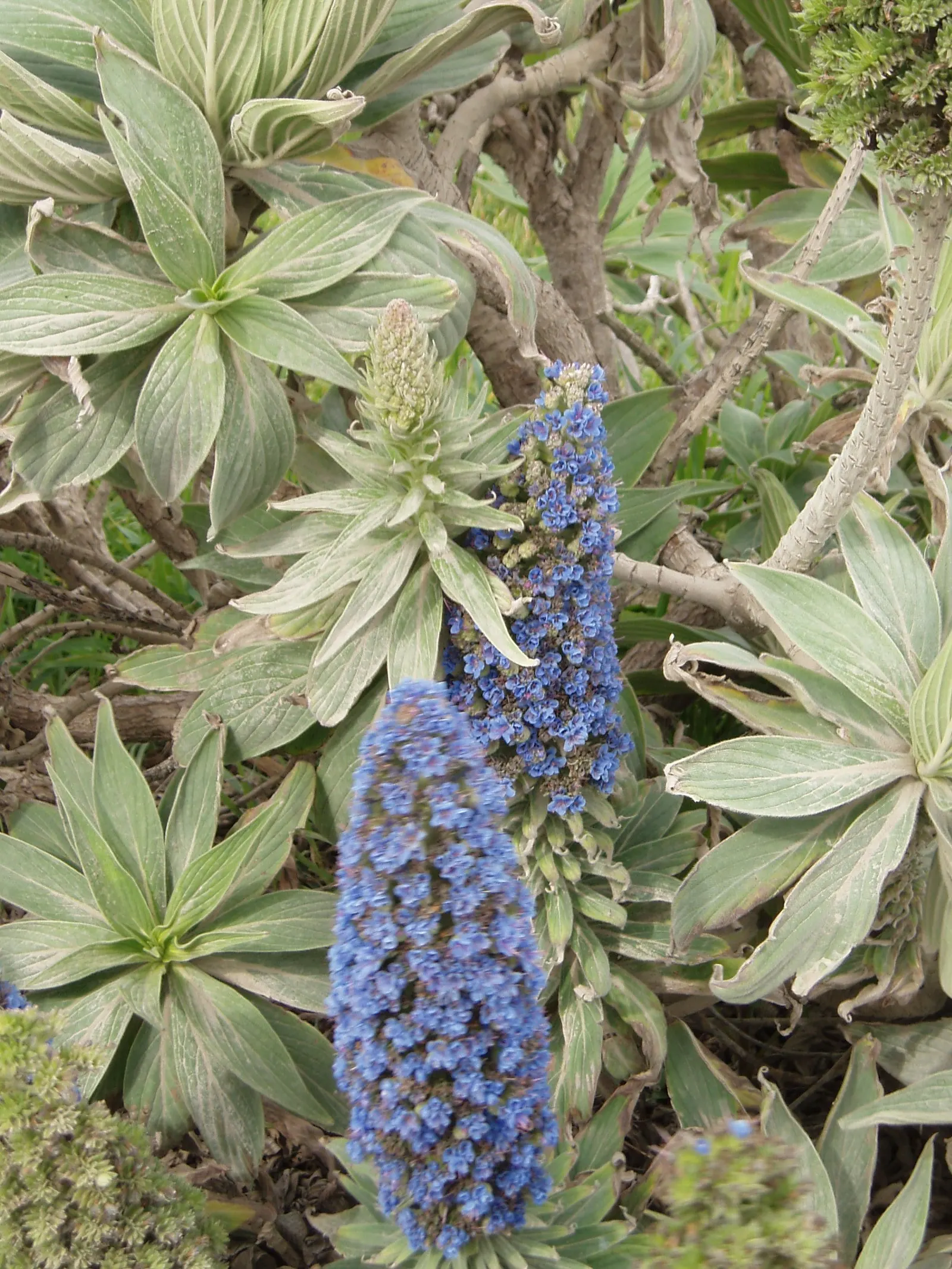 Pride Of Madeira (Echium Candicans) — attracting a plethora of pollinators; shrub for full or half, image 75