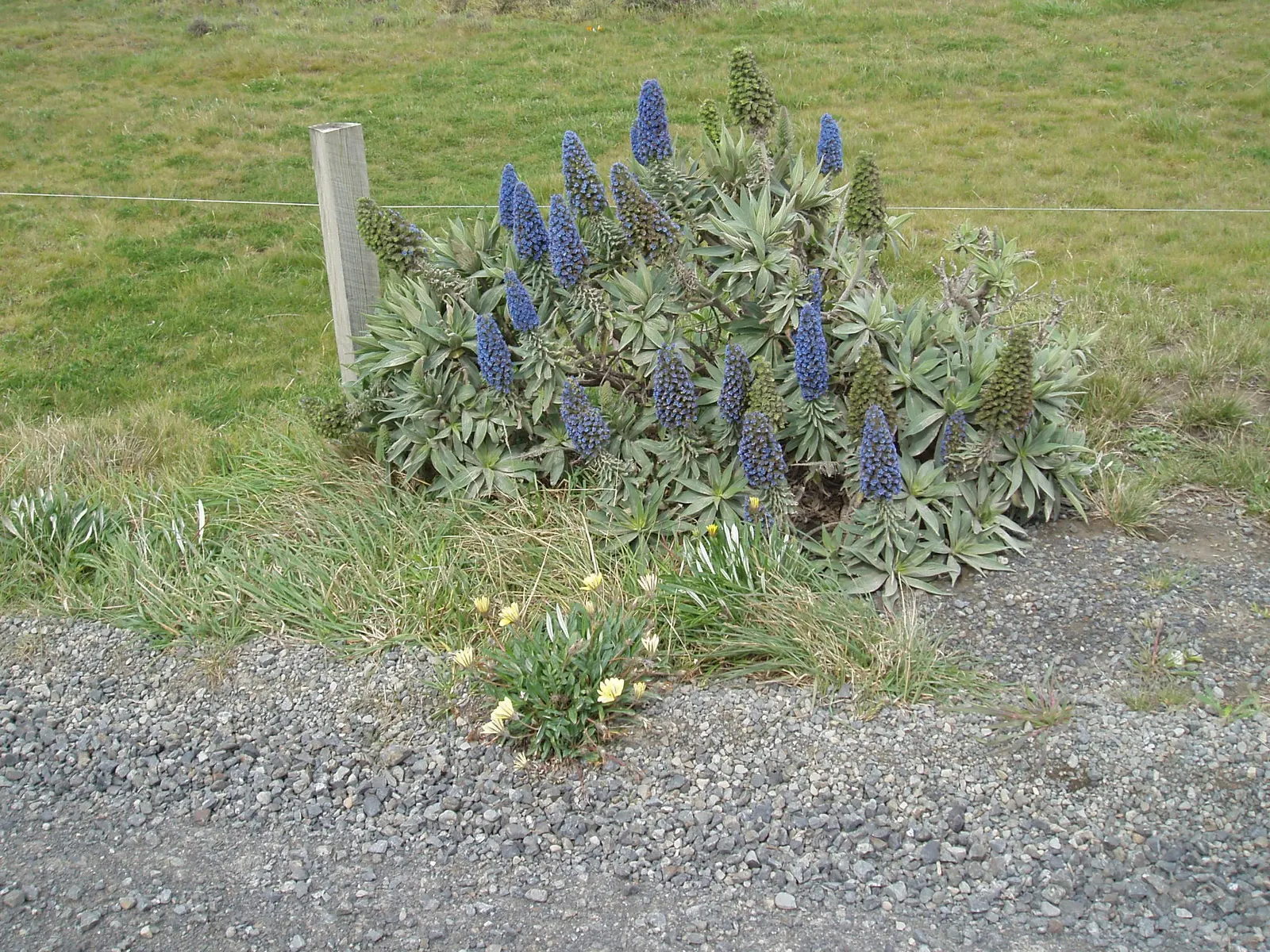 Pride Of Madeira (Echium Candicans) — including deadheading and pruning