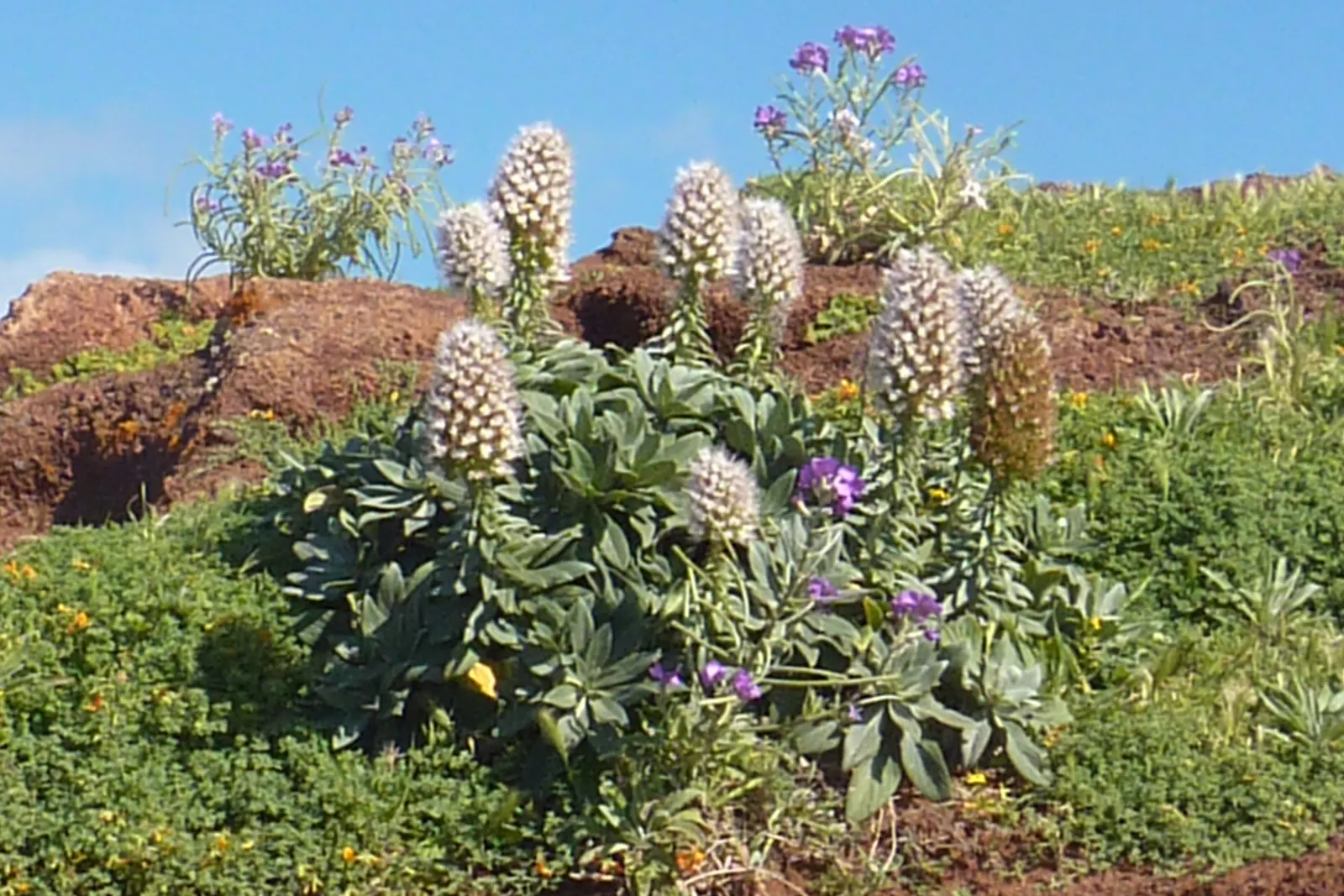 Pride Of Madeira (Echium Candicans) — and birds.<br><br>This drought-tolerant plant prefers well-drained soil and enjoys full to partial sunlight