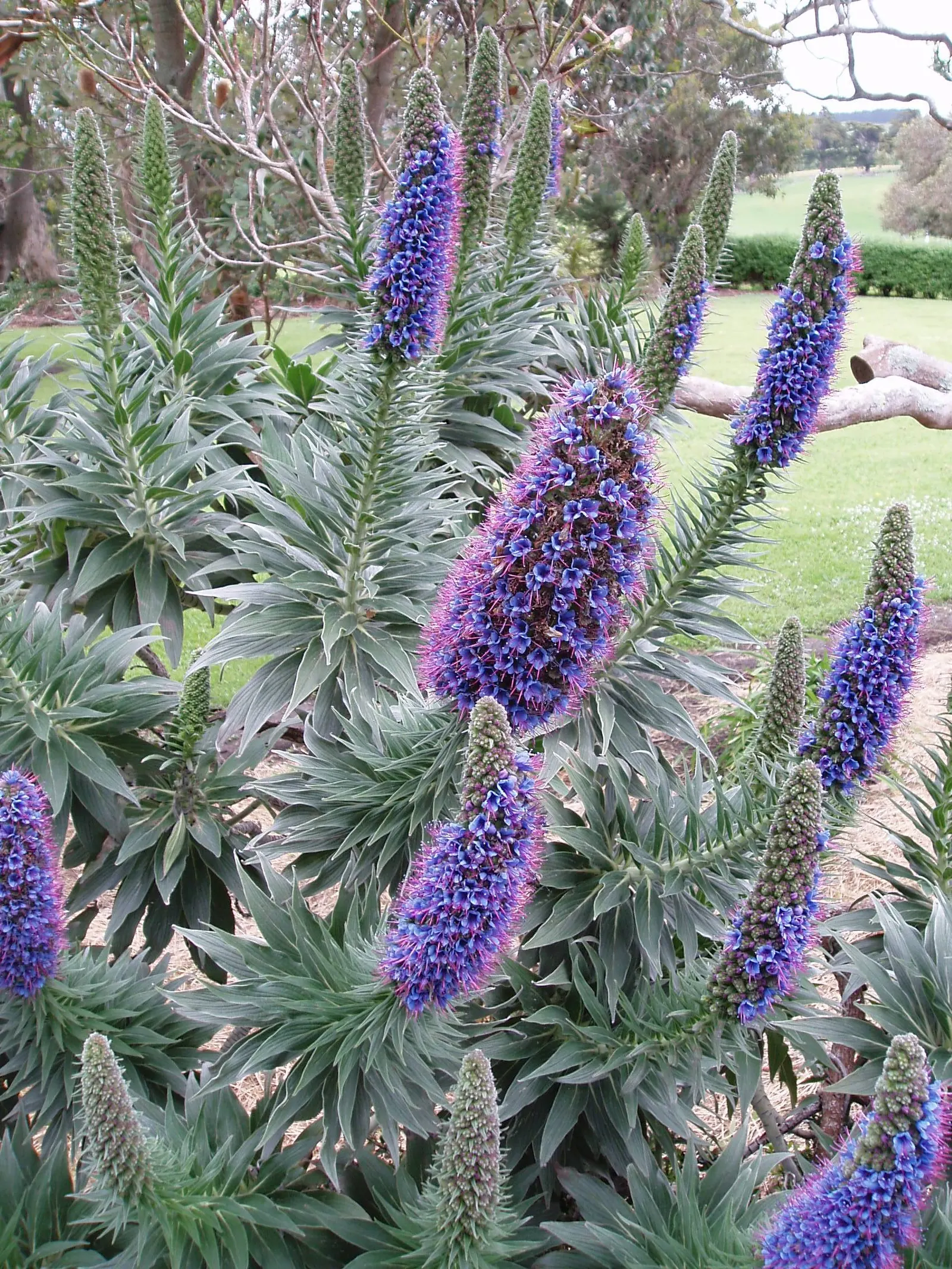 Pride Of Madeira (Echium Candicans) — perfect for xeriscapes and coastal settings