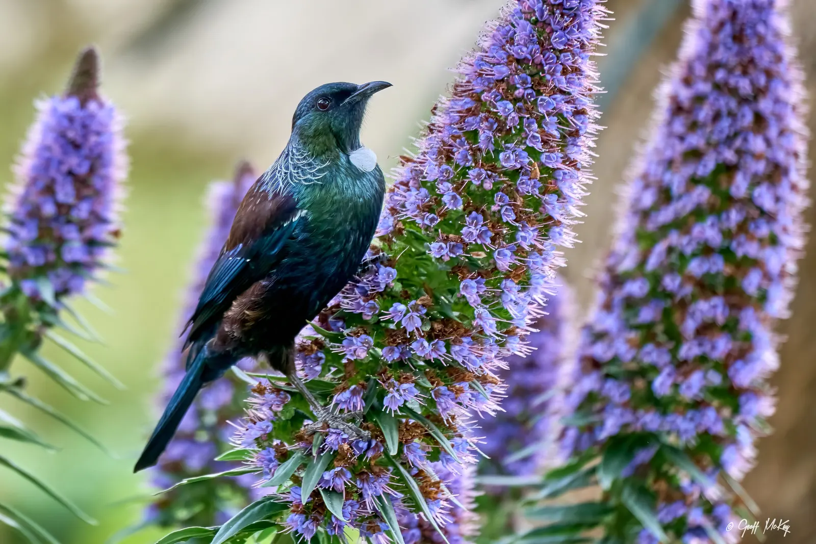 Pride Of Madeira (Echium Candicans) — shrub with blue and purple blooms; requiring minimal watering once established, image 86
