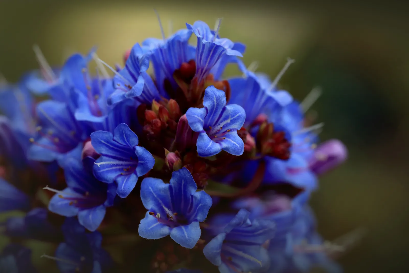 Pride Of Madeira (Echium Candicans) — Pride of Madeira (Echium candicans) is a captivating evergreen perennial