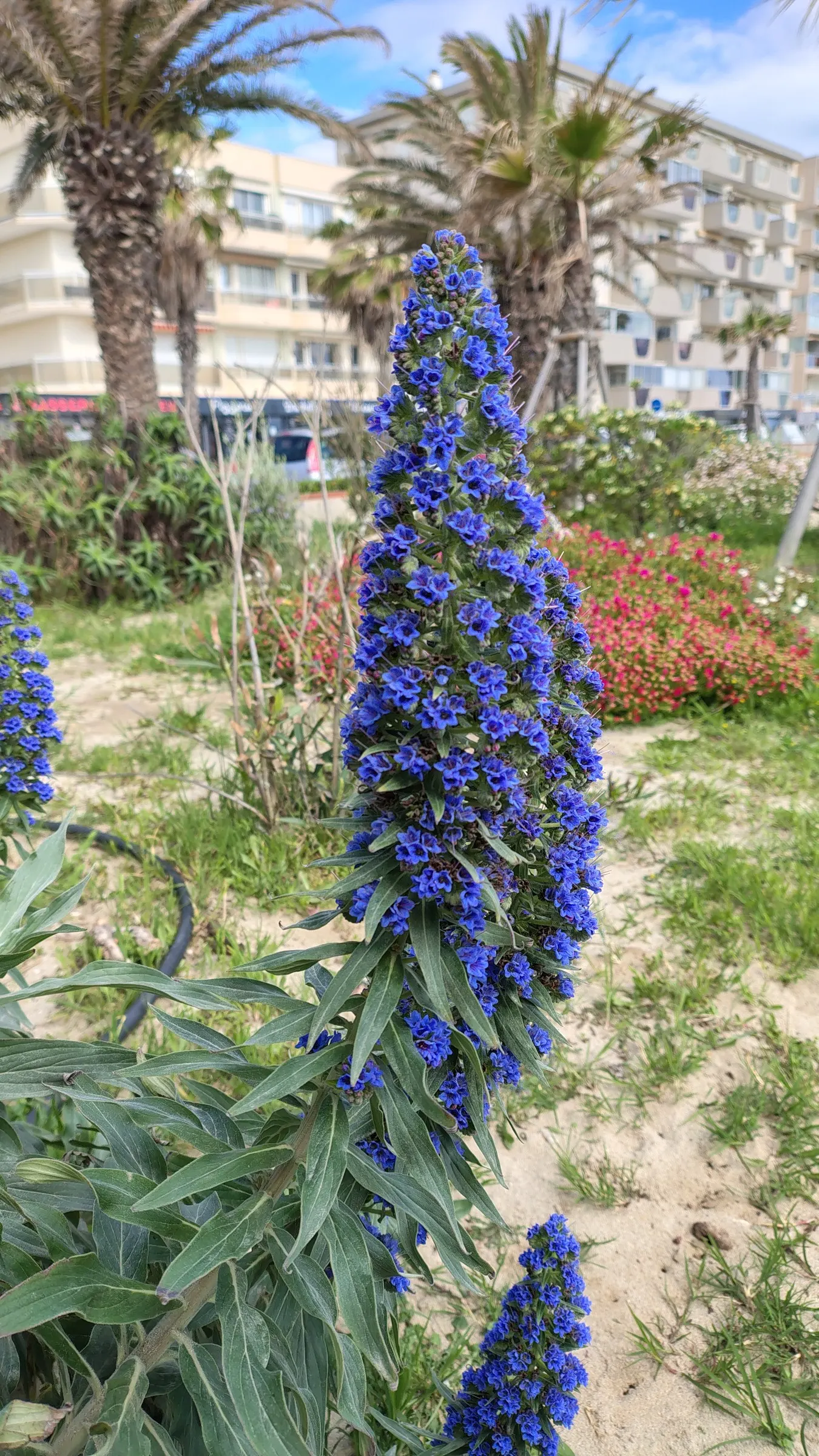 Pride Of Madeira (Echium Candicans) — requiring minimal watering once established; silvery hairs which augment its striking silhouette against the