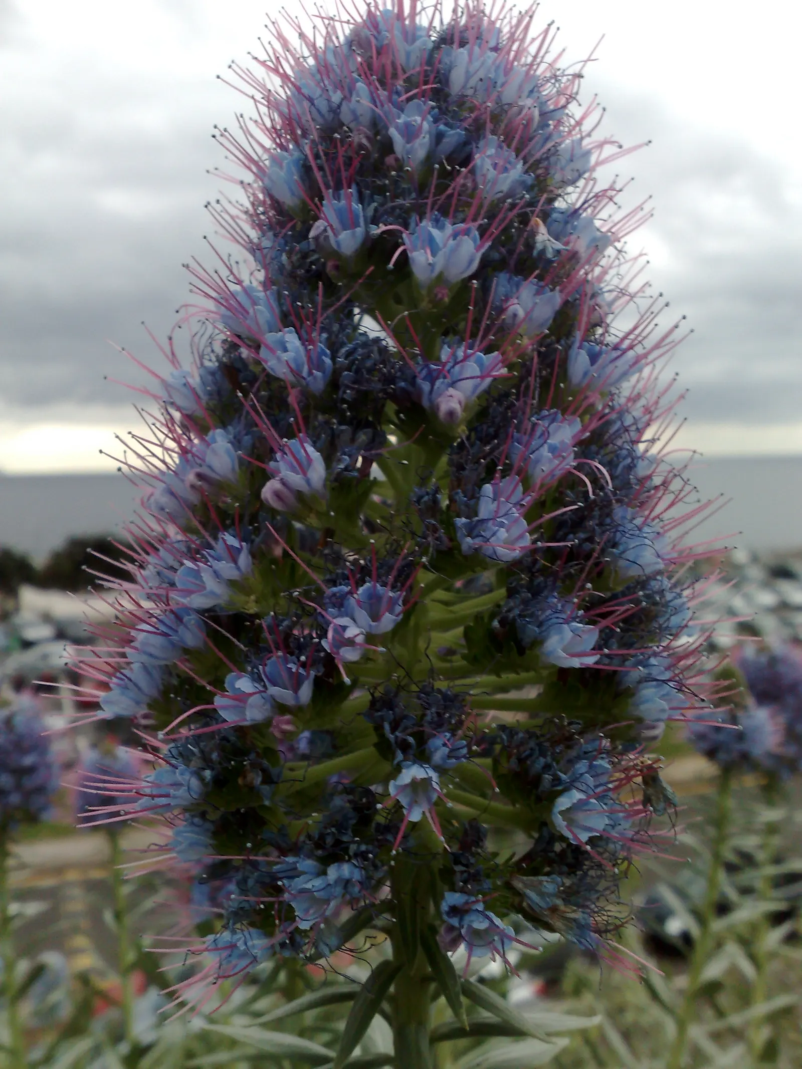 Pride Of Madeira (Echium Candicans) — or as a part of a Mediterranean-themed design.<br><br>Note to the client: When planting Pride of Madeira; this, image 80
