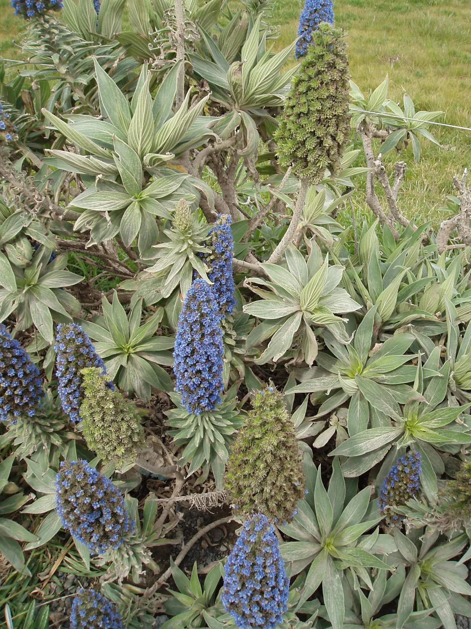 Pride Of Madeira (Echium Candicans) — Pride of Madeira (Echium candicans) is a captivating evergreen perennial; silvery-green leaves that span up, image 59