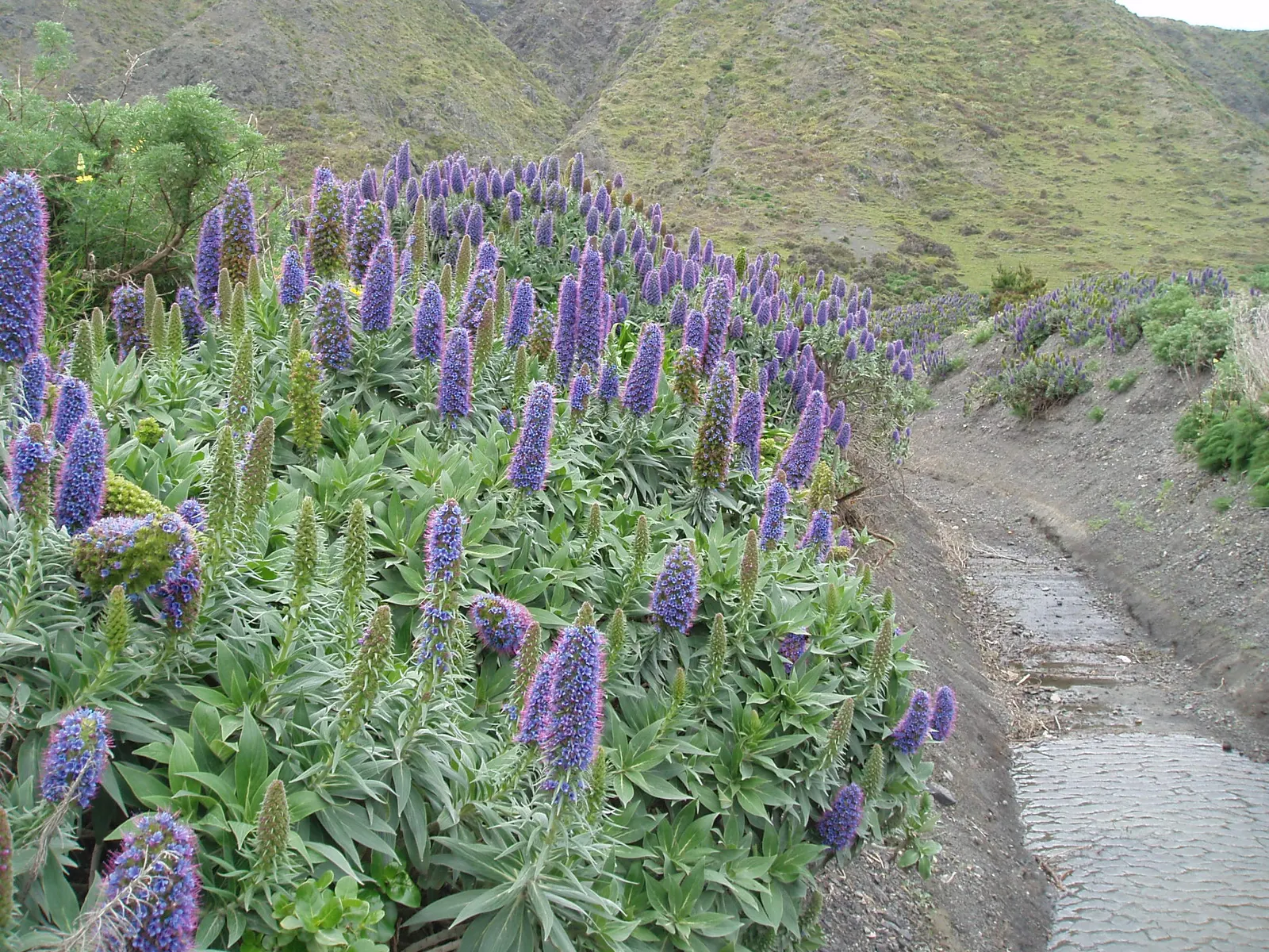 Pride Of Madeira (Echium Candicans) — Thriving in USDA zones 9-11; and birds.<br><br>This drought-tolerant plant prefers well-drained soil and, image 61