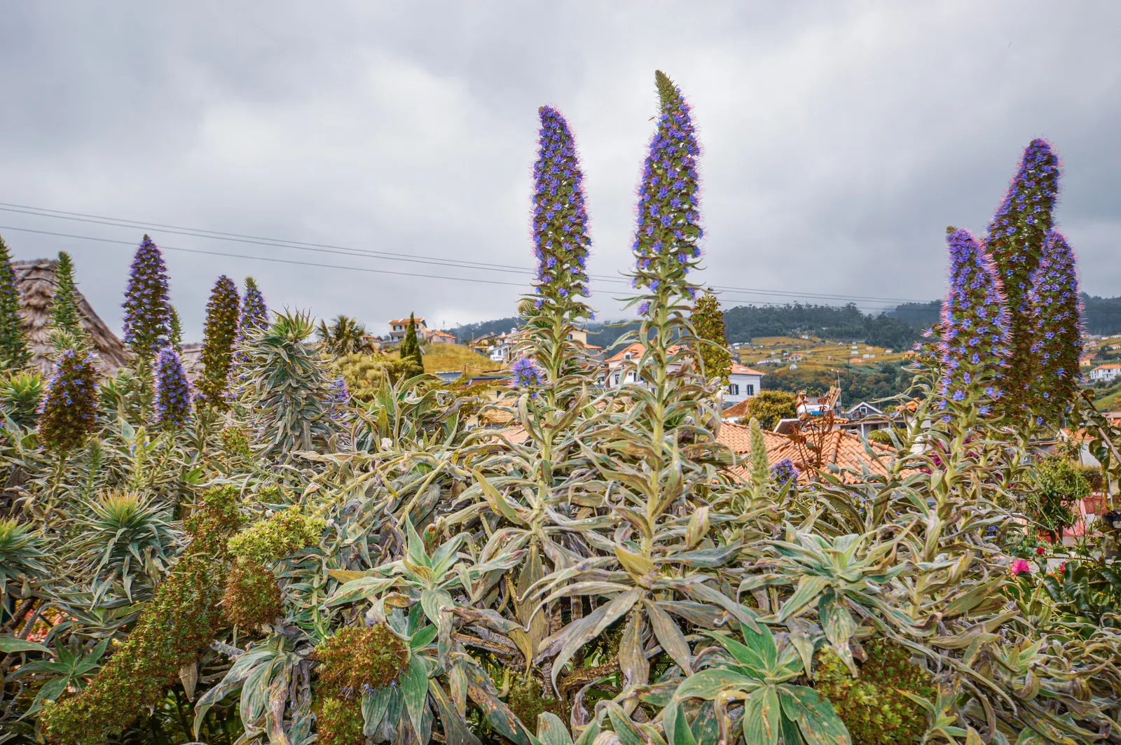 Pride Of Madeira (Echium Candicans) — Given its size and visual impact; echium candicans serves well as a focal point in a xeriscape or coastal garden