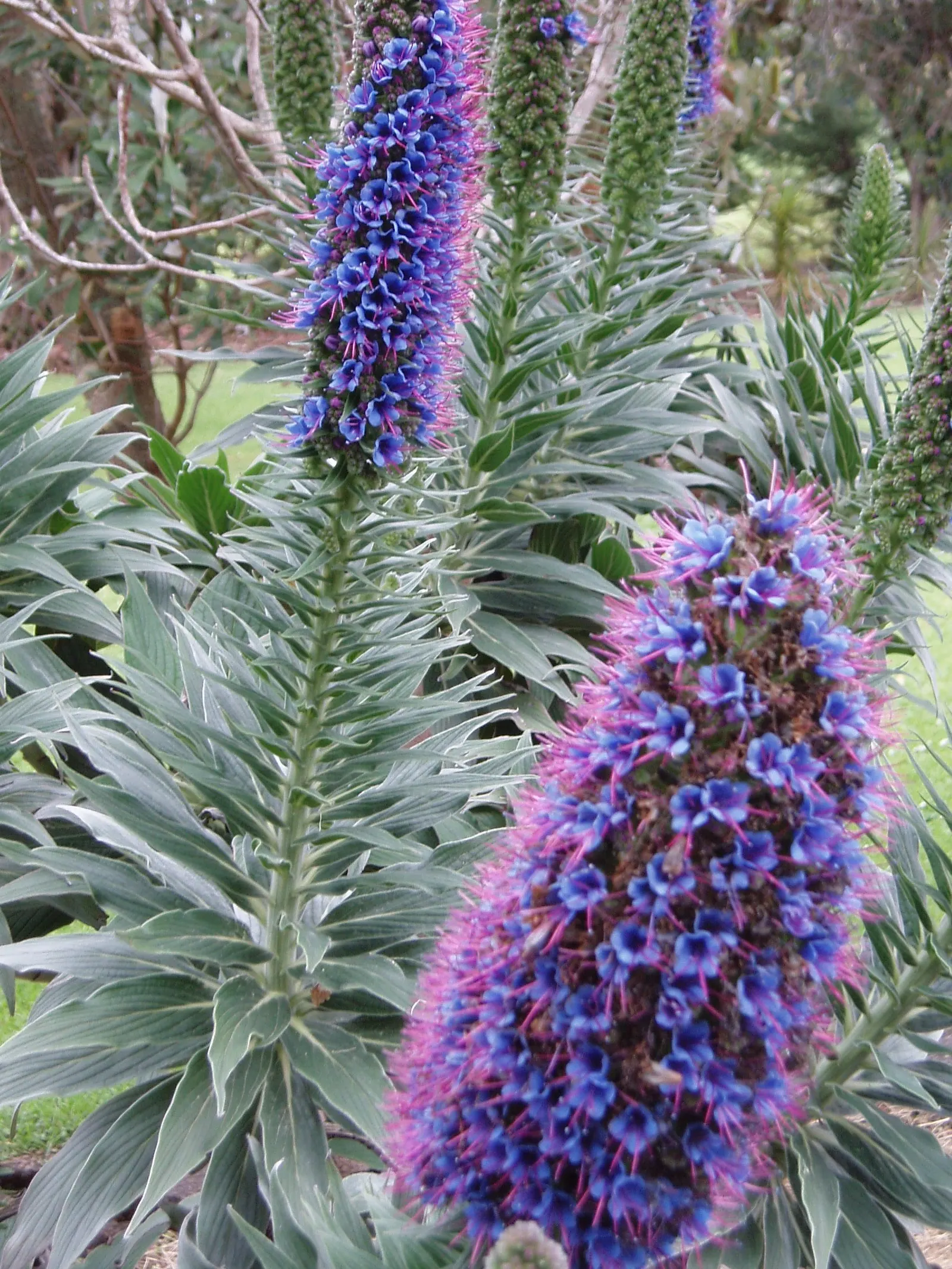 Pride Of Madeira (Echium Candicans) — can help control its growth and encourage a neater appearance; creating a striking contrast, image 84