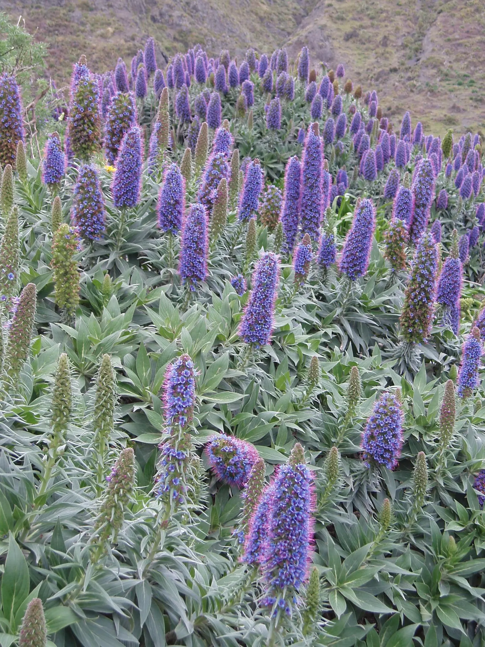 Pride Of Madeira (Echium Candicans) — Echium candicans serves well as a focal point in a xeriscape or coastal garden