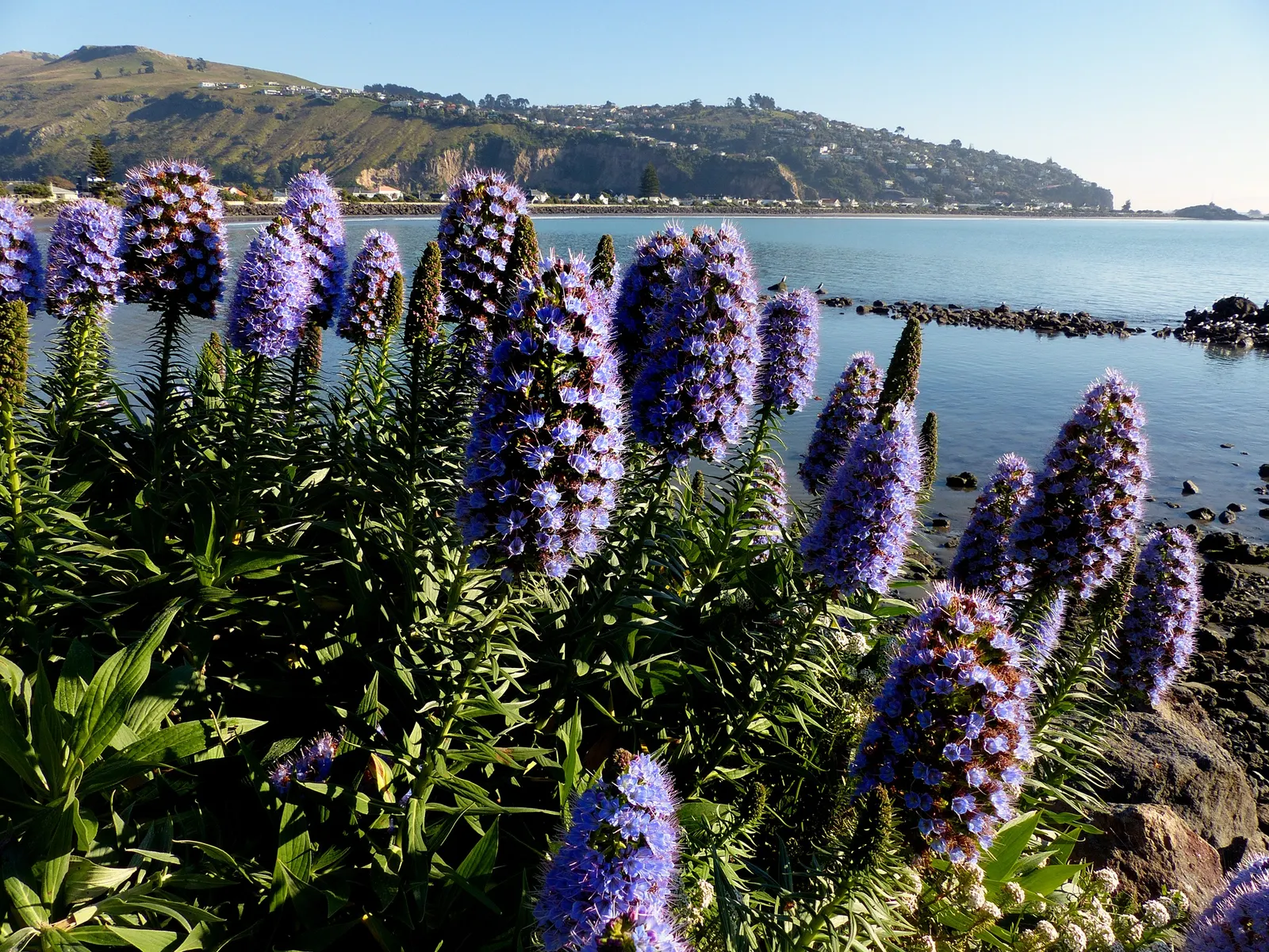 Pride Of Madeira (Echium Candicans) — shrub with blue and purple blooms; requiring minimal watering once established