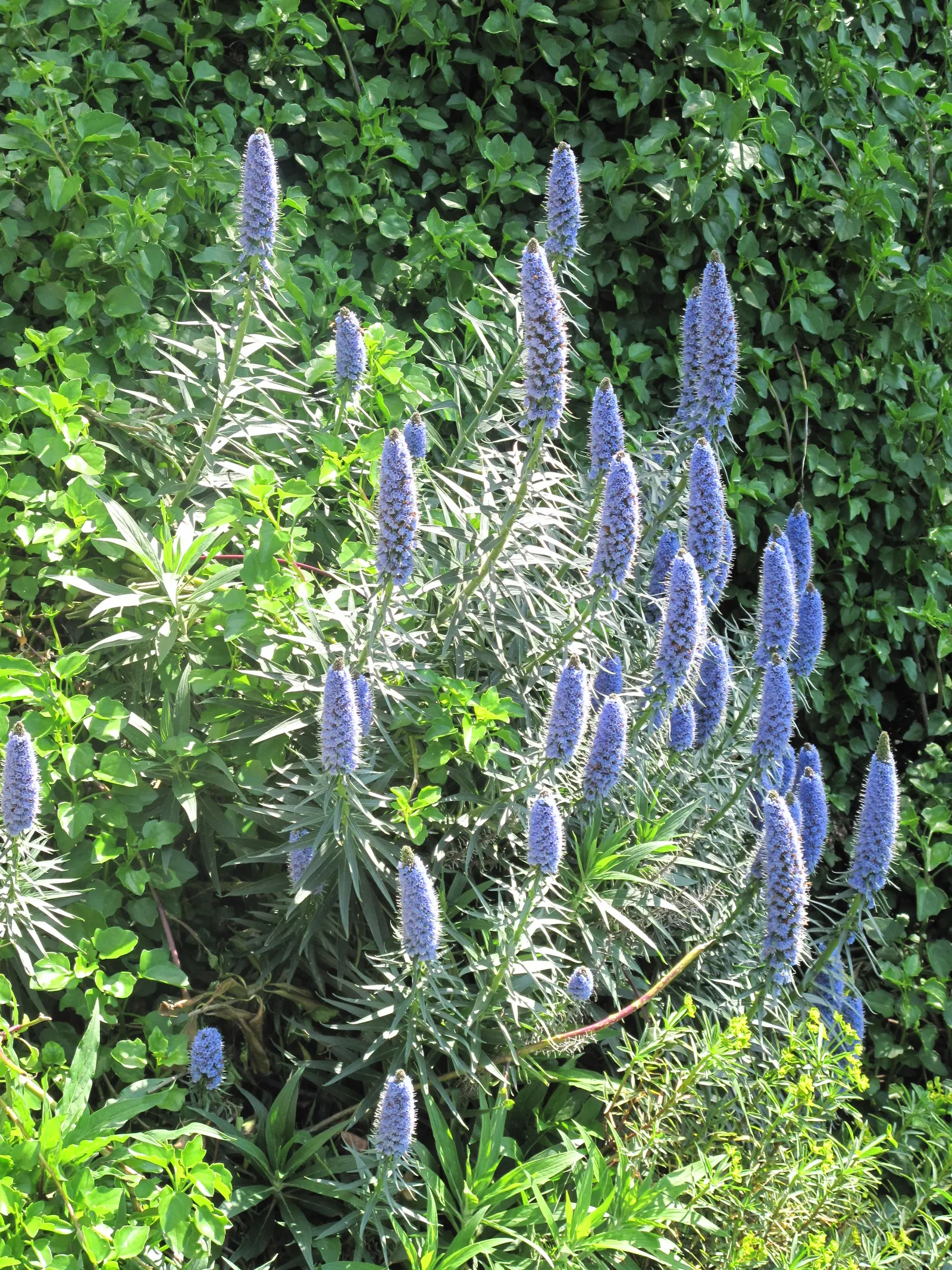 Pride Of Madeira (Echium Candicans) — including the possibility of it becoming invasive in certain climates; given its size and visual impact, image 82