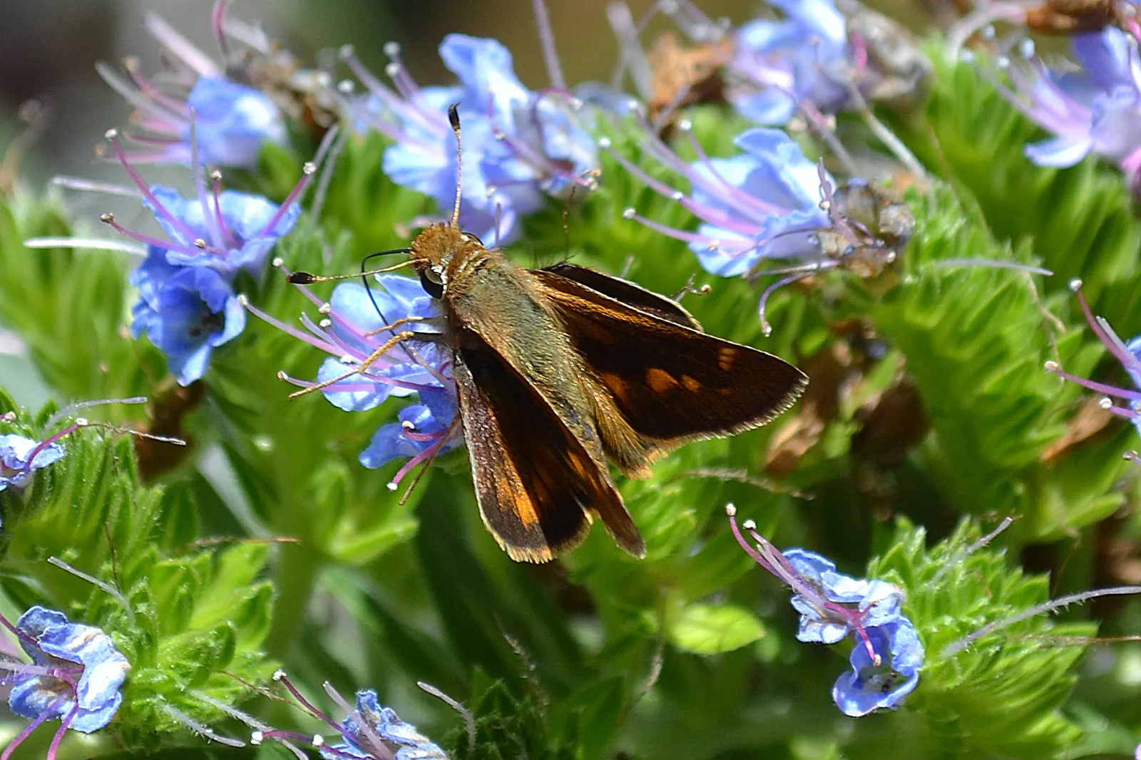 Pride Of Madeira (Echium Candicans) — including deadheading and pruning; blue and purple flowers in the garden, image 83