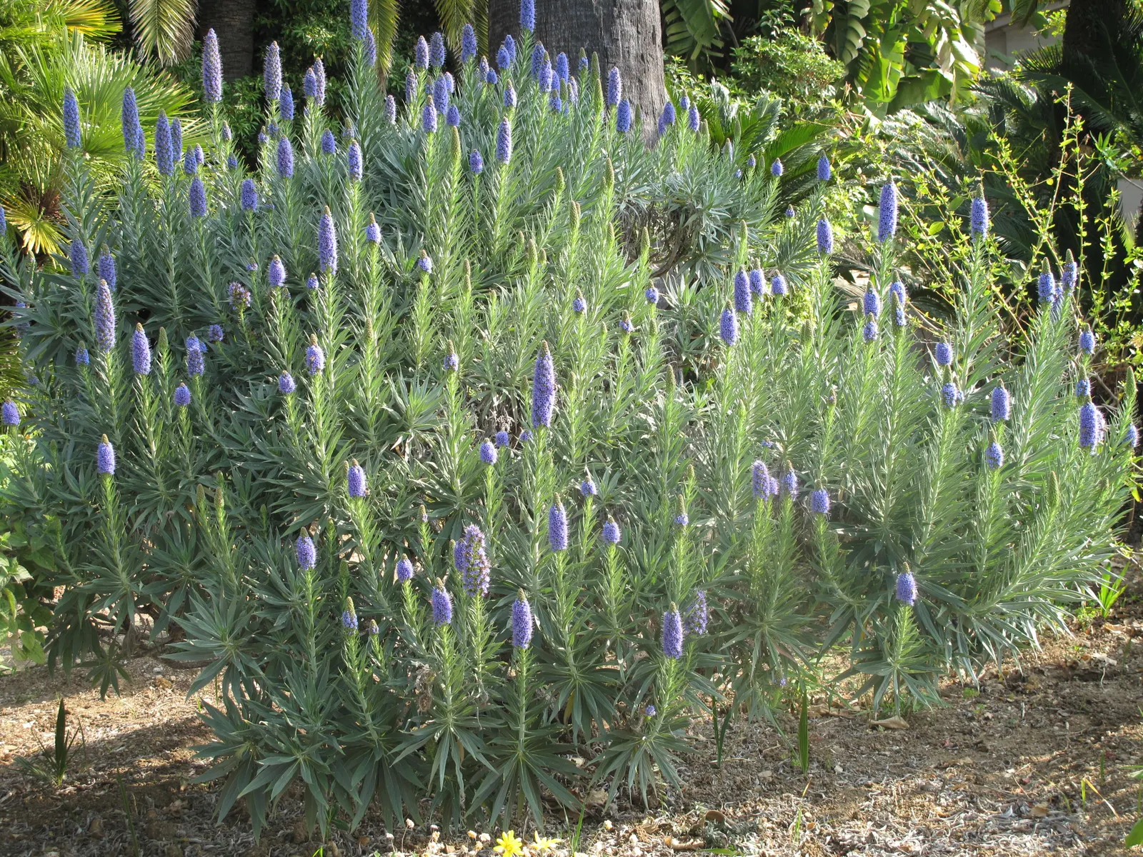 Pride Of Madeira (Echium Candicans) — preferring full sun and well-drained soil; attracting a plethora of pollinators, image 65